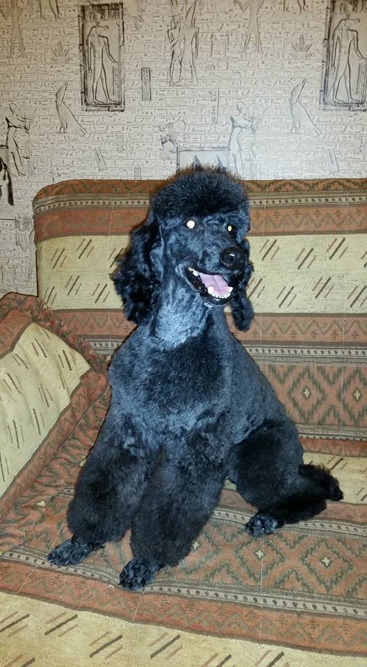 малый пудель отдам. пудель в добрые руки. карликовый пудель без аллергии. малый той пудель. пудель мини приют.