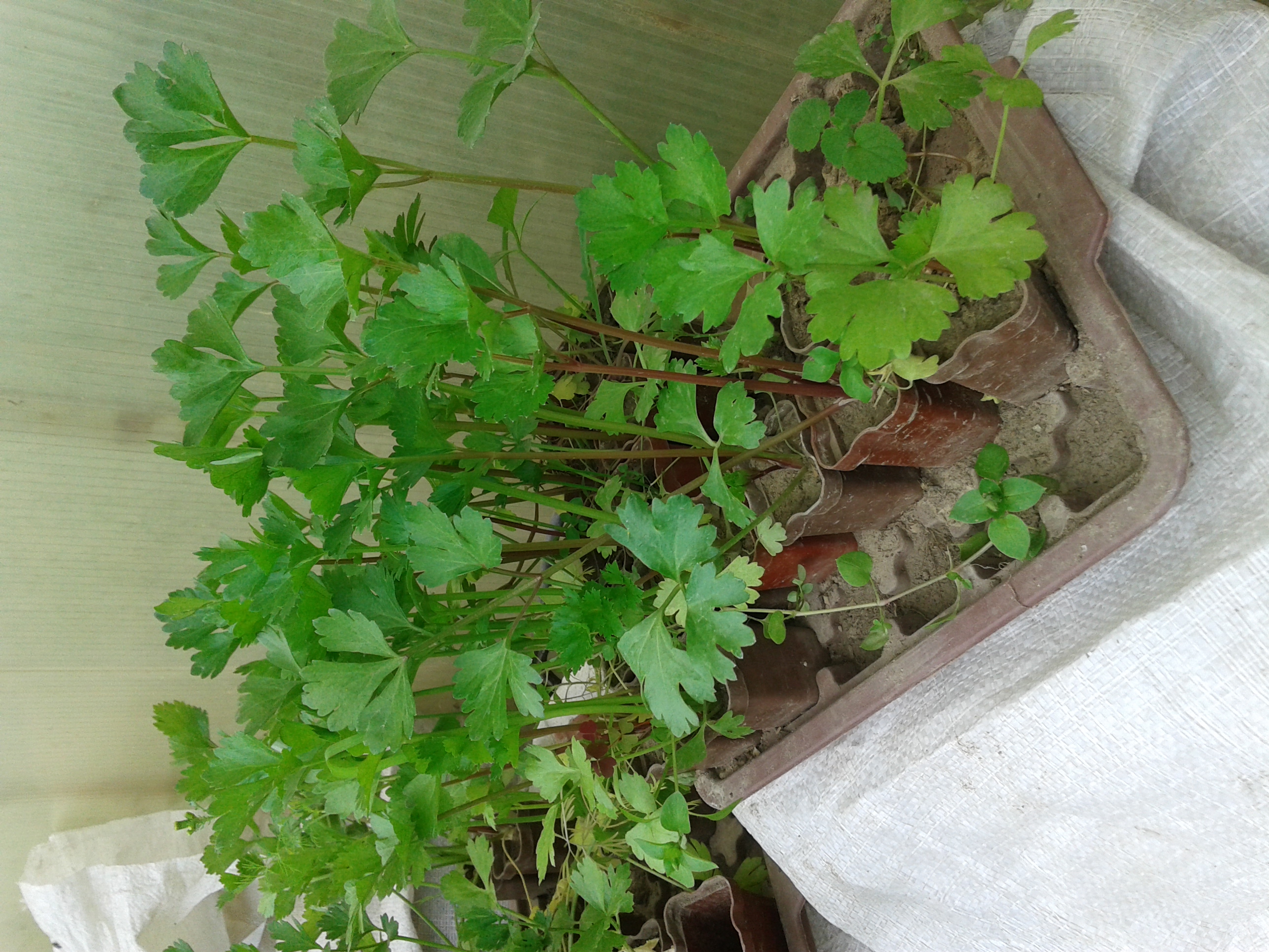 Всходы сельдерея черешкового. Когда сеять сельдерей черешковый на рассаду. Сельдерей черешковый. Семена. Сельдерей черешковый посев.