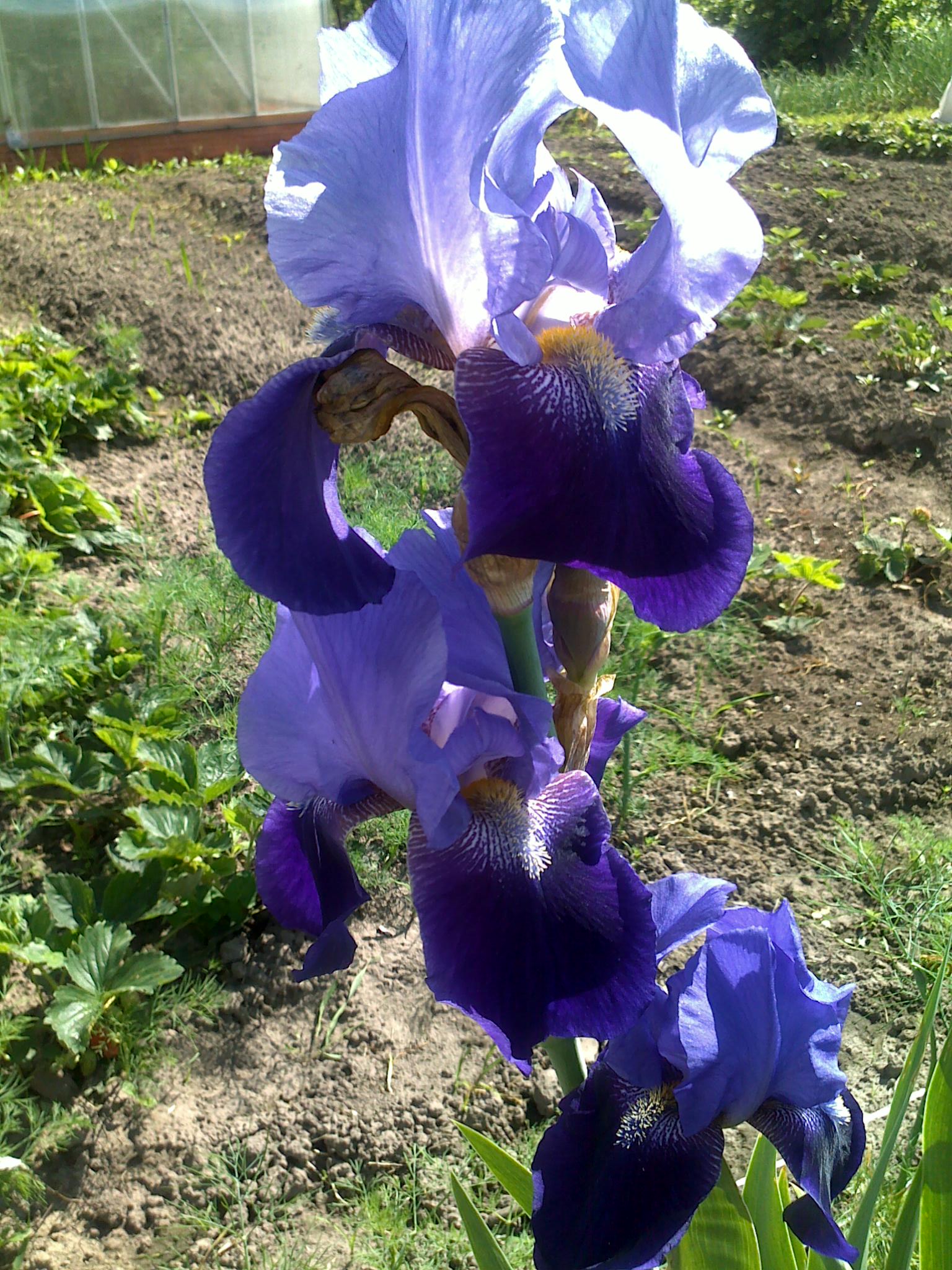 Ирис продам. Ирис дезирис. Ирис карликовый peppito. Ирис imposter. Ирис дэрин дисэпшен.