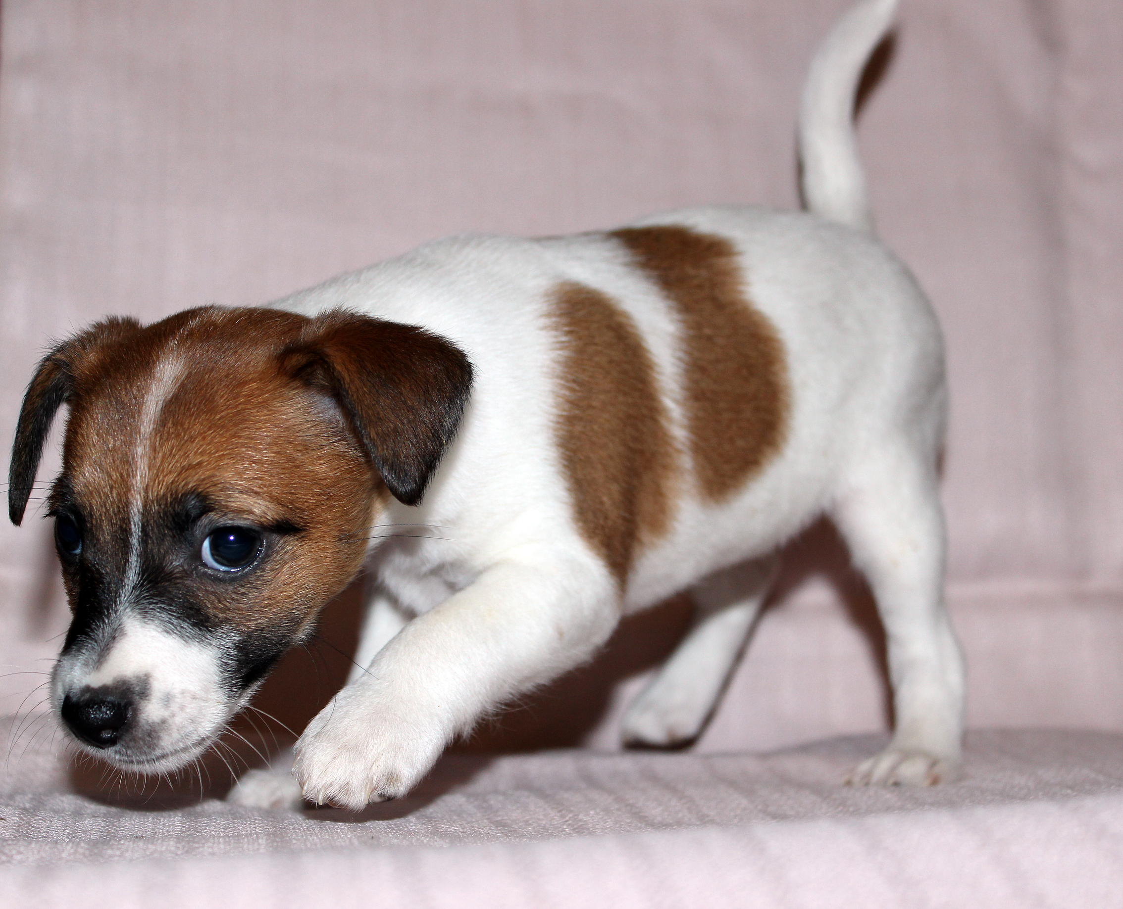 джек-рассел-терьер. порода джек рассел терьер. собака джек рассел отзывы. порода собак джек рассел. джек рассел собака.