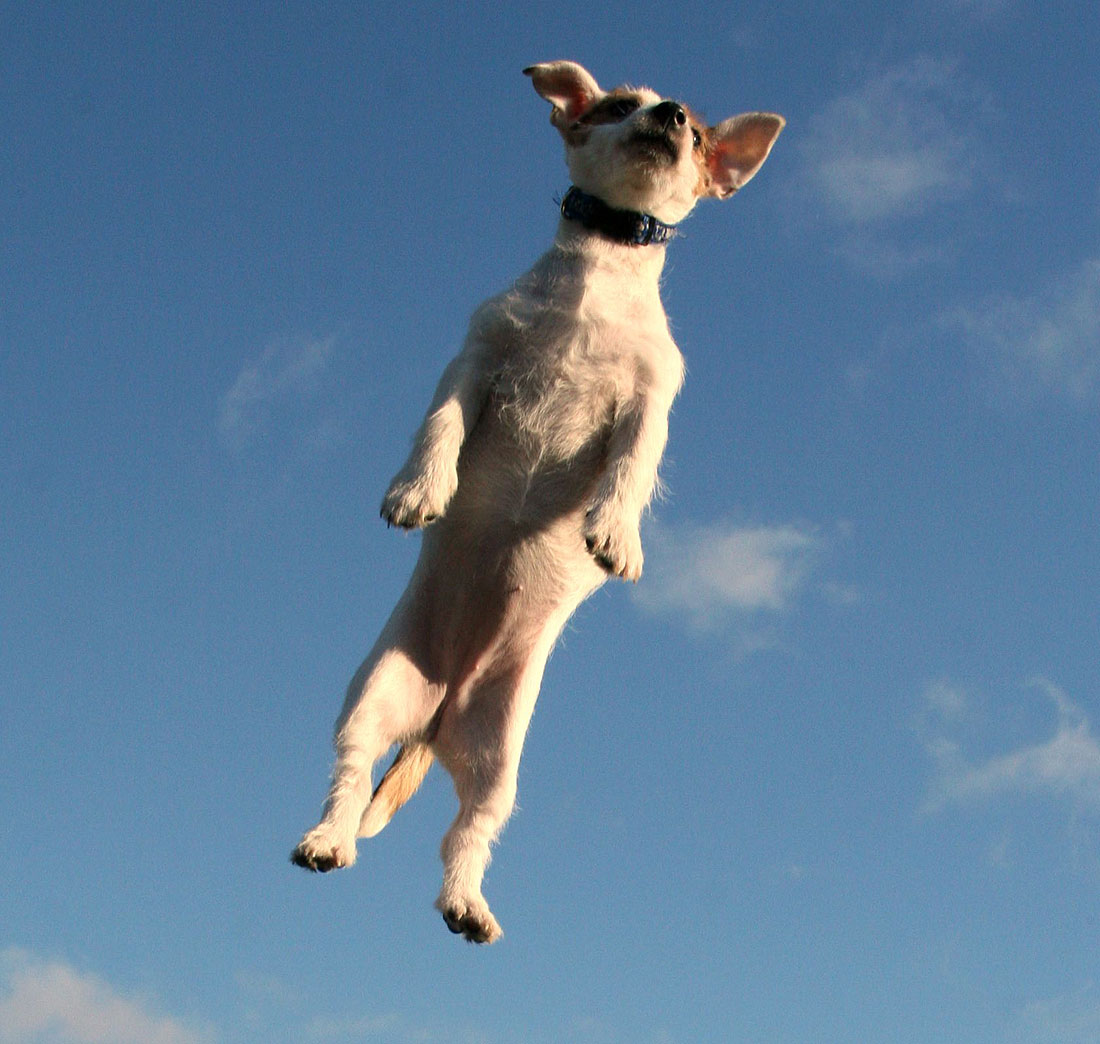 Почему собаки не летают. Собака летит. Летающая собака. Собака улетела. Щеночек летающий.