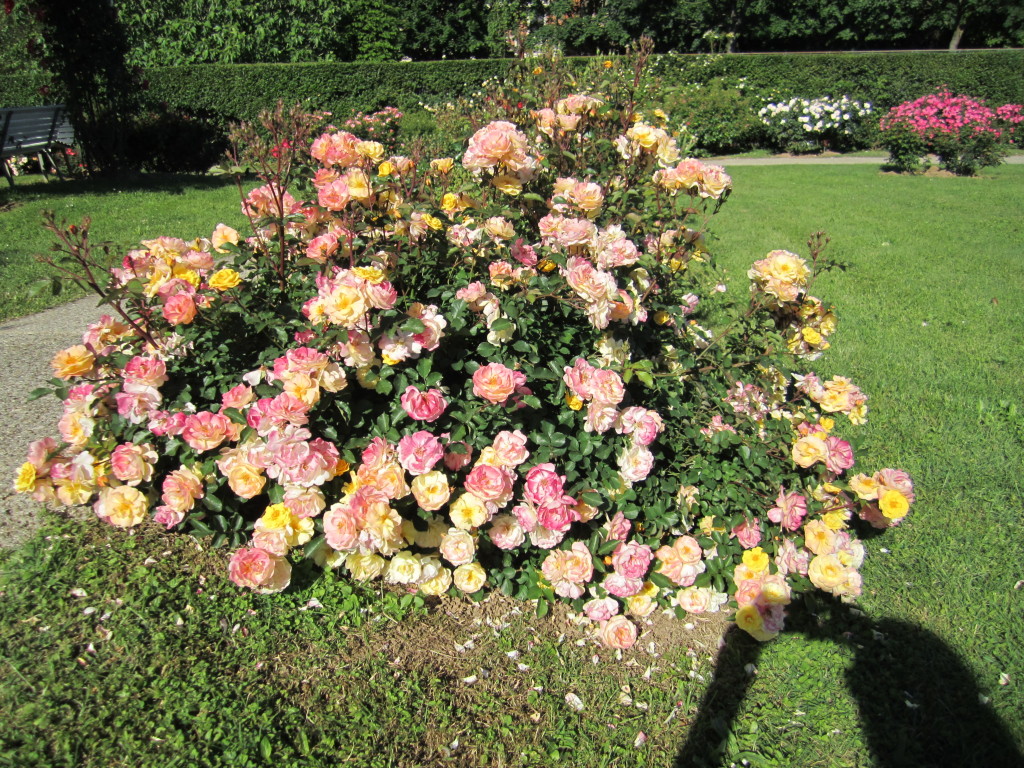 Саженцы миниатюрной розы Peach Meillandina (Пич Мейландина) в Краснодаре от Nata