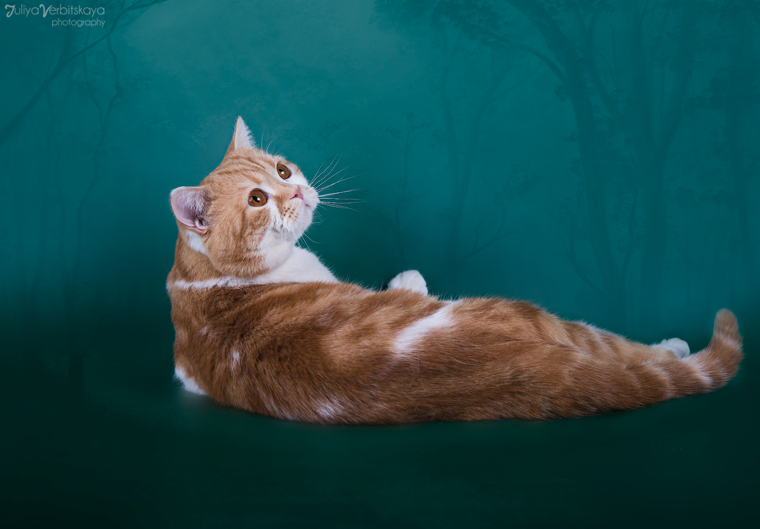 Скоттиш страйт красный мрамор