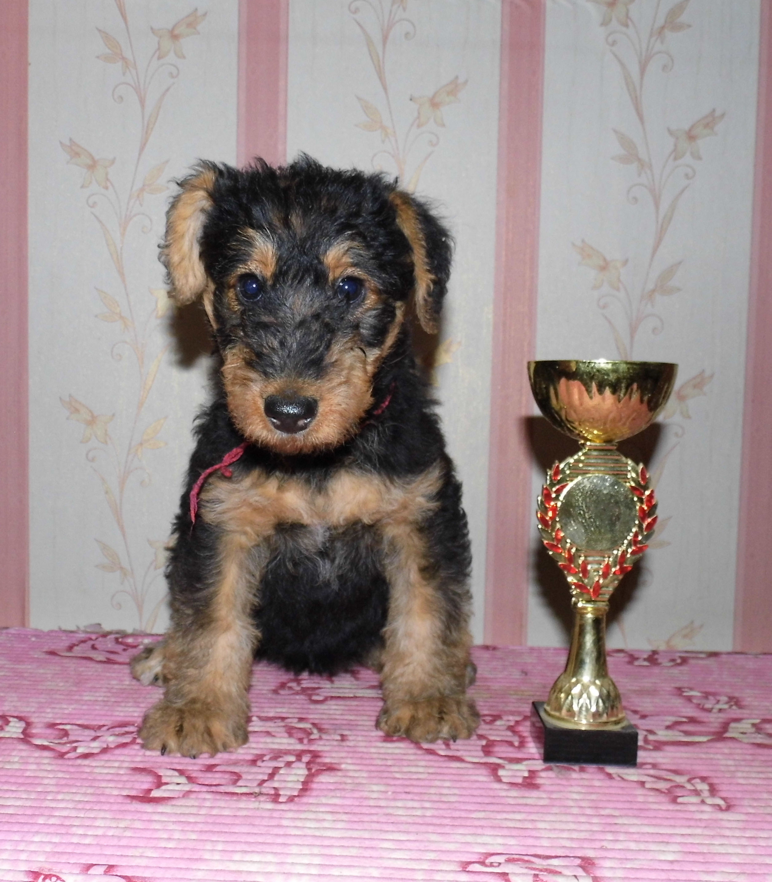 Эрдельтерьер Купить Щенка В Казани