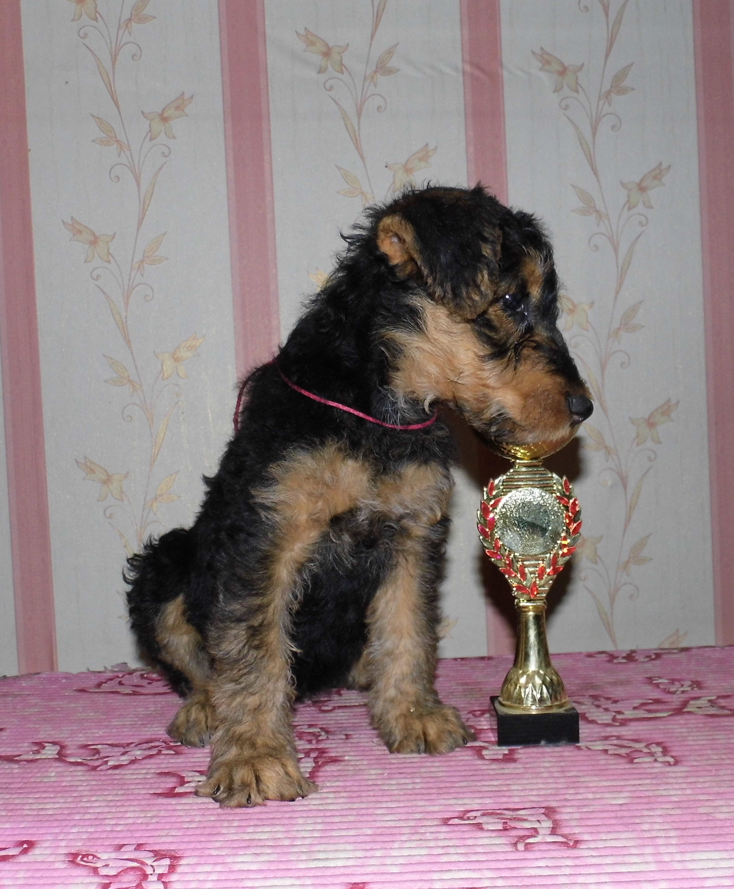 Эрдельтерьер Купить Щенка В Казани