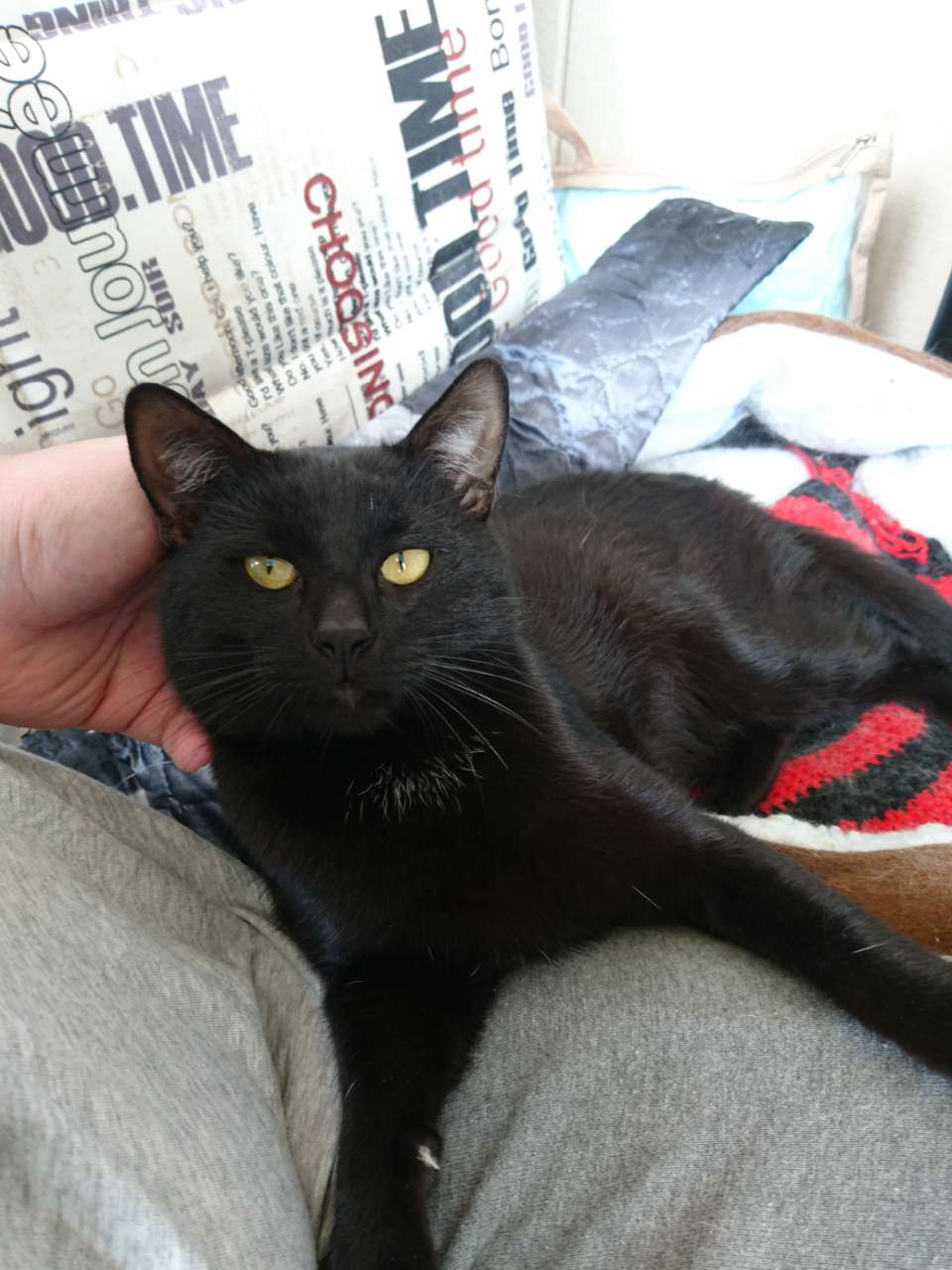 найден черный кот. найден черный кот. черный кот спб. черная кошка с белой грудкой. нашелся черный кот.