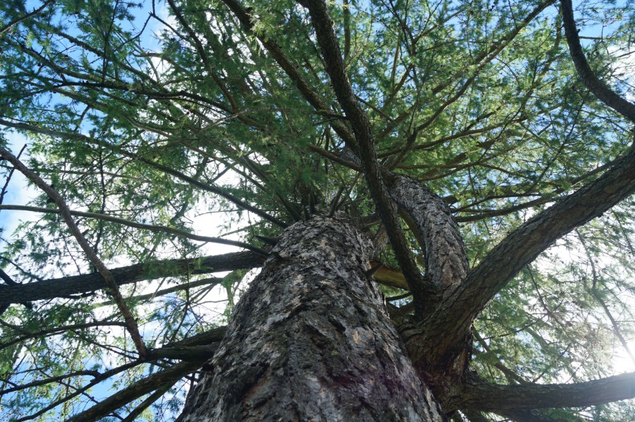 ����������� �������� ���� �������� ����������� � ������������� ������� ����������� ���