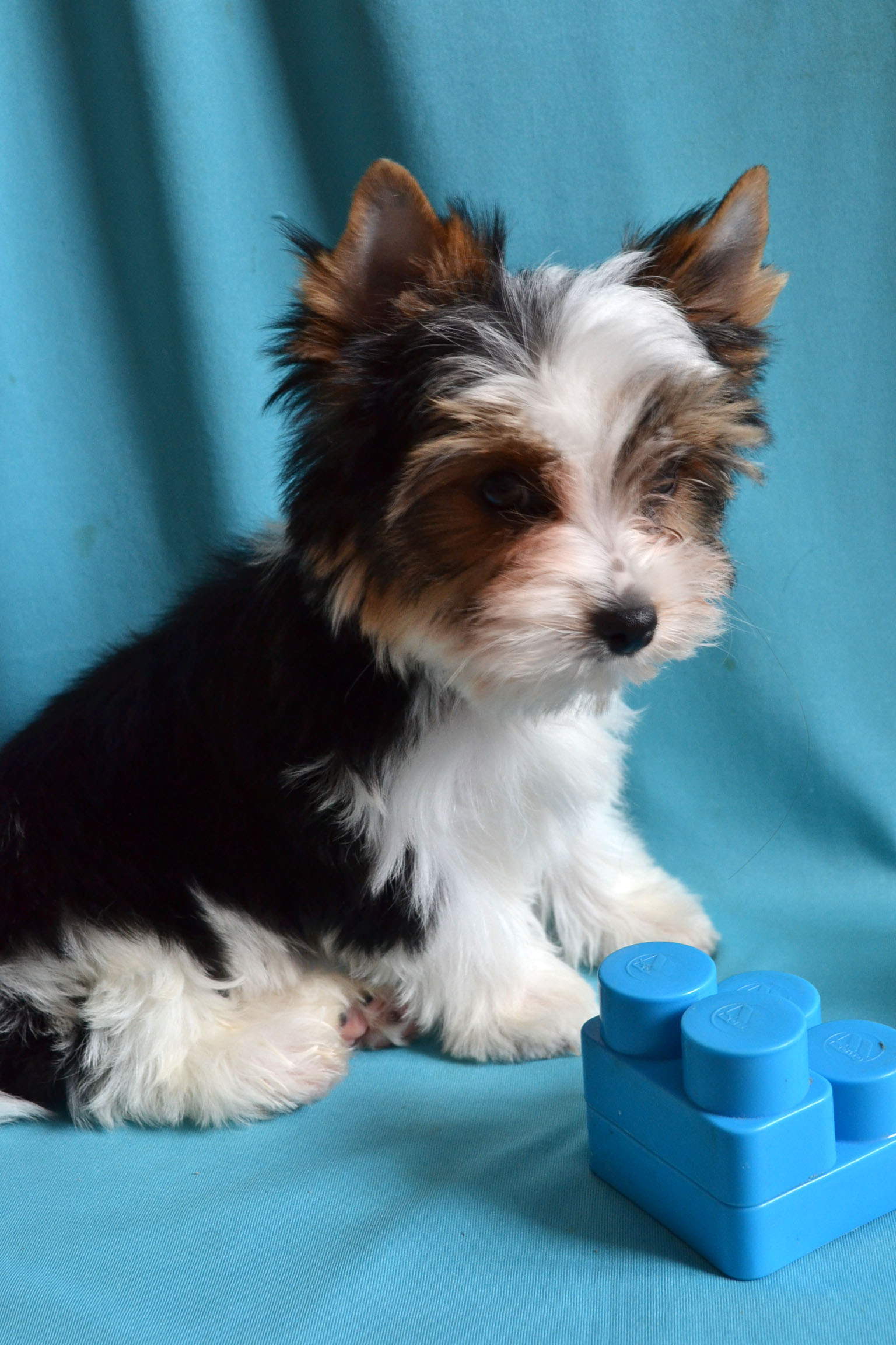 Бивер-йоркширский терьер. Терьер трехцветный. Трехшерстный ёрк. Бивер-йоркширский. Трехцветный йоркширский терьер.