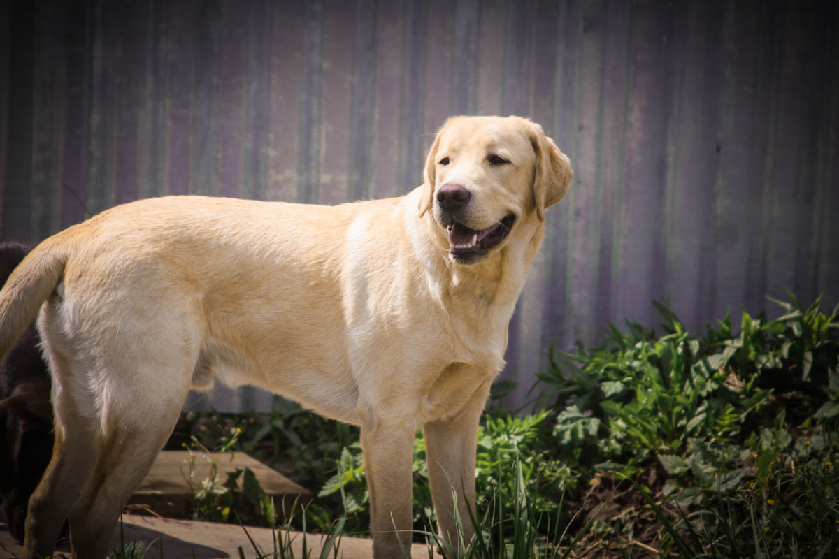 Лабрадор метис в 5 месяцев. Лабрадор 05. Лабрадор 5 месяцев. Щенок лабрадора 2,5 мес. Лабрадор ретривер 6 месяцев.
