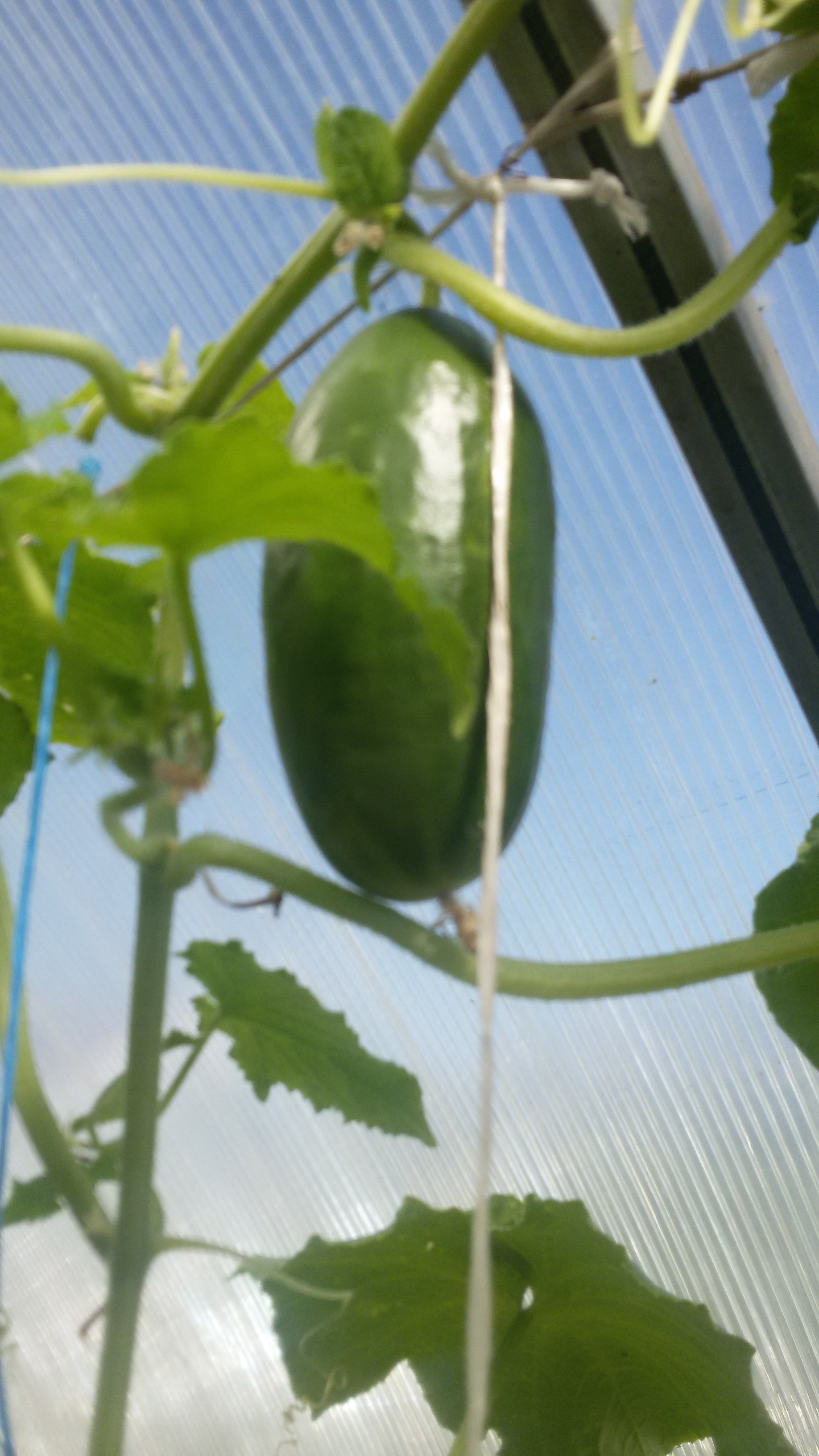 семена огурцов самоопыляемые для открытого грунта названия. огурцы неприхотливые сорта. огурец комарик f1 (алтай).