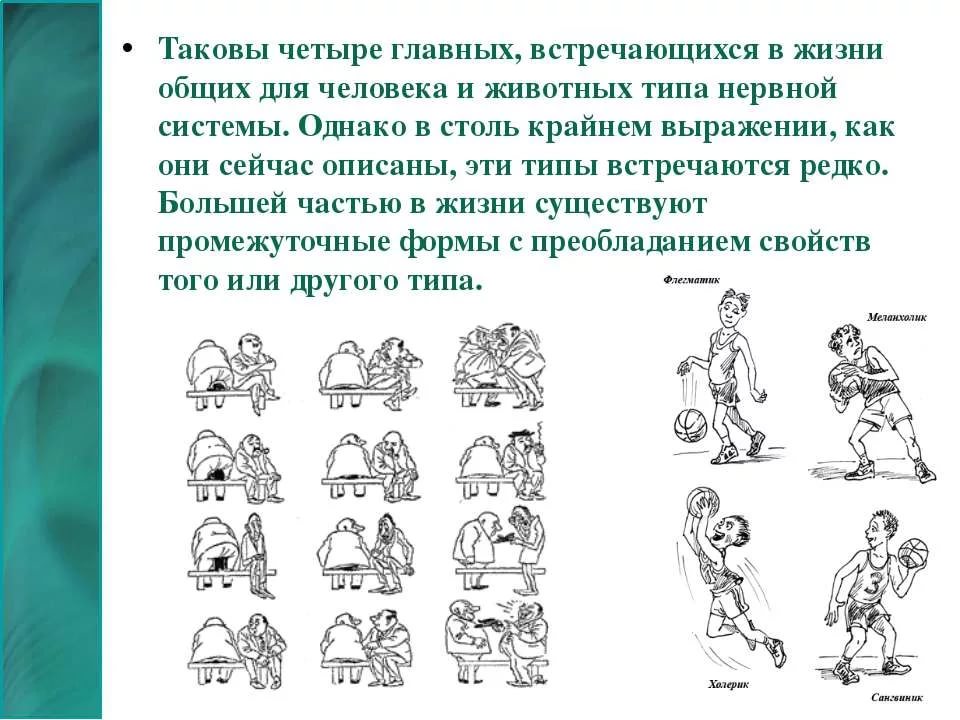 Схема такова. Типы нервной системы человека. Четыре типа нервной системы. Нервная система человека типы нервной. Типы нервной системы человека психология.