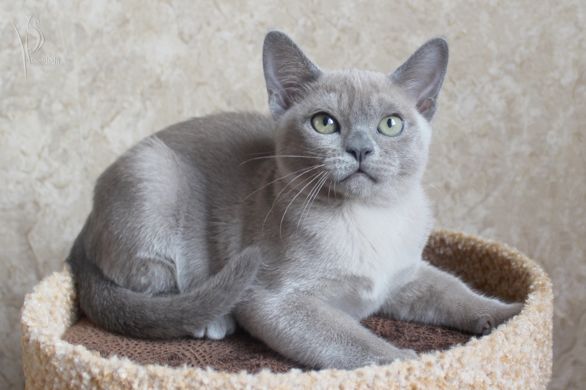 Голубая бурма. Европейская Бурма голубая. Бурманская кошка голубая европейская. Европейская Бурма голубого окраса. Бурманская кошка серая.