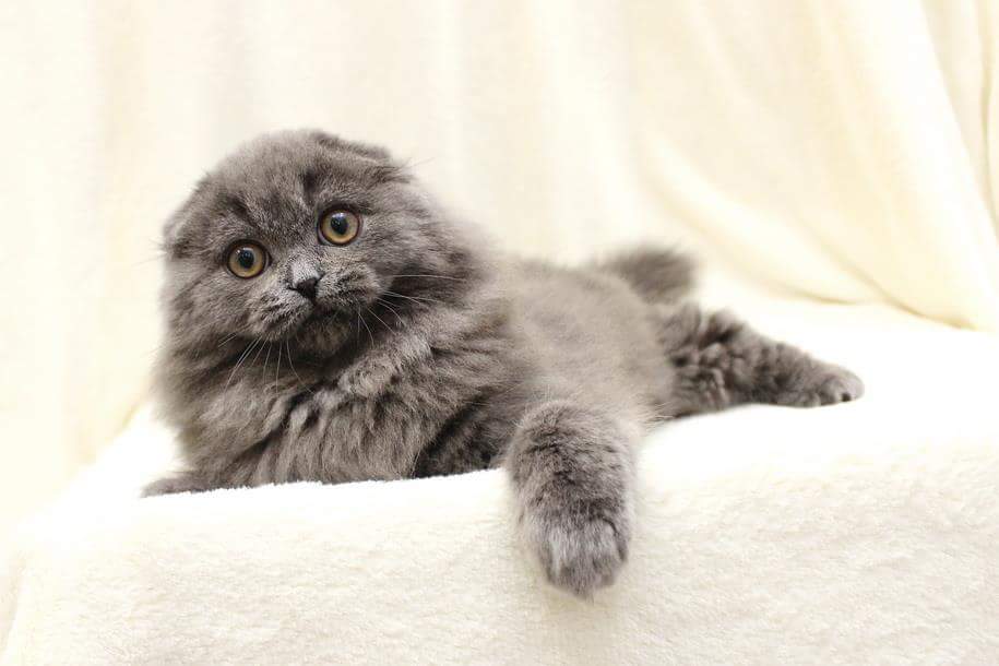 Купить Породистого Котенка В Нижнем