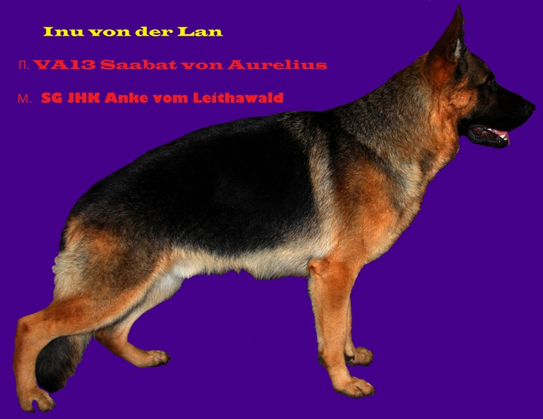 как назвать собаку овчарку. собака немецкая овчарка щенок мальчик. как назвать собаку овчарку. список кличек для собак мальчиков овчарки. как назвать собаку овчарку.