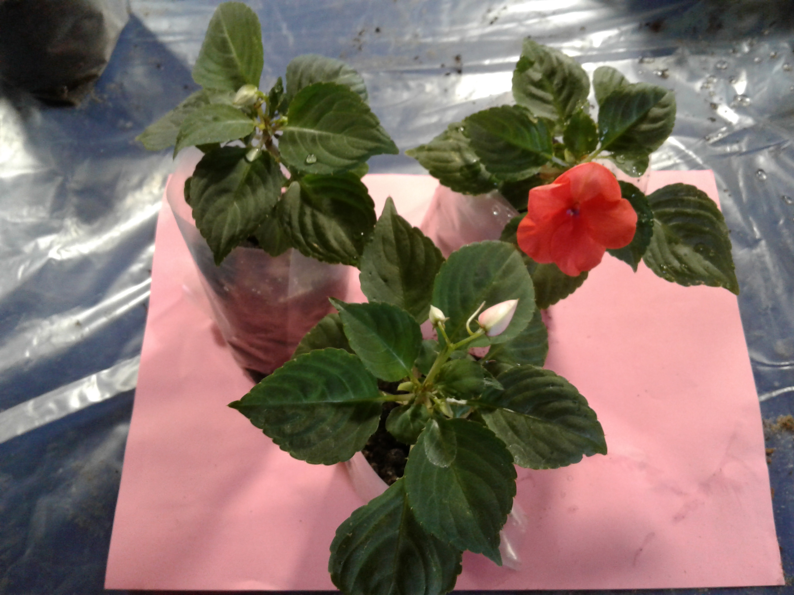 Не раскрываются бутоны бальзамина. Бальзамин клубника. Бальзамин гибридный сафари. Бальзамин сбрасывает бутоны. Не раскрываются бутоны бальзамина.