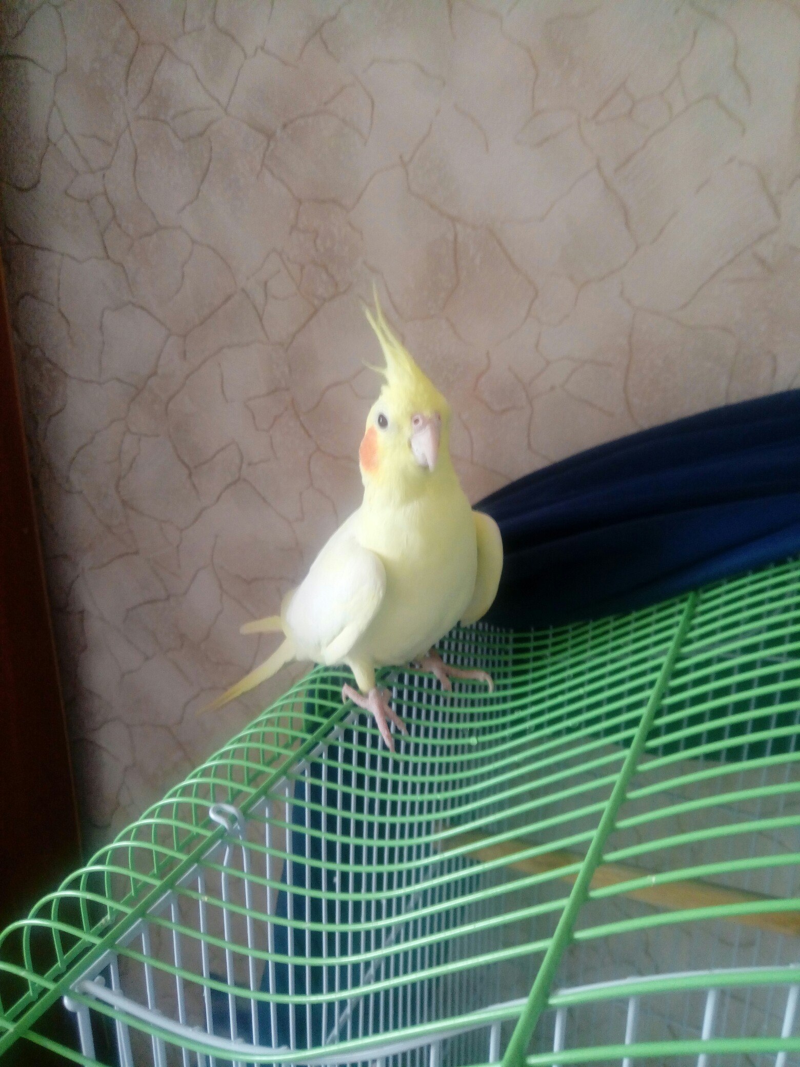 Корелла эхо