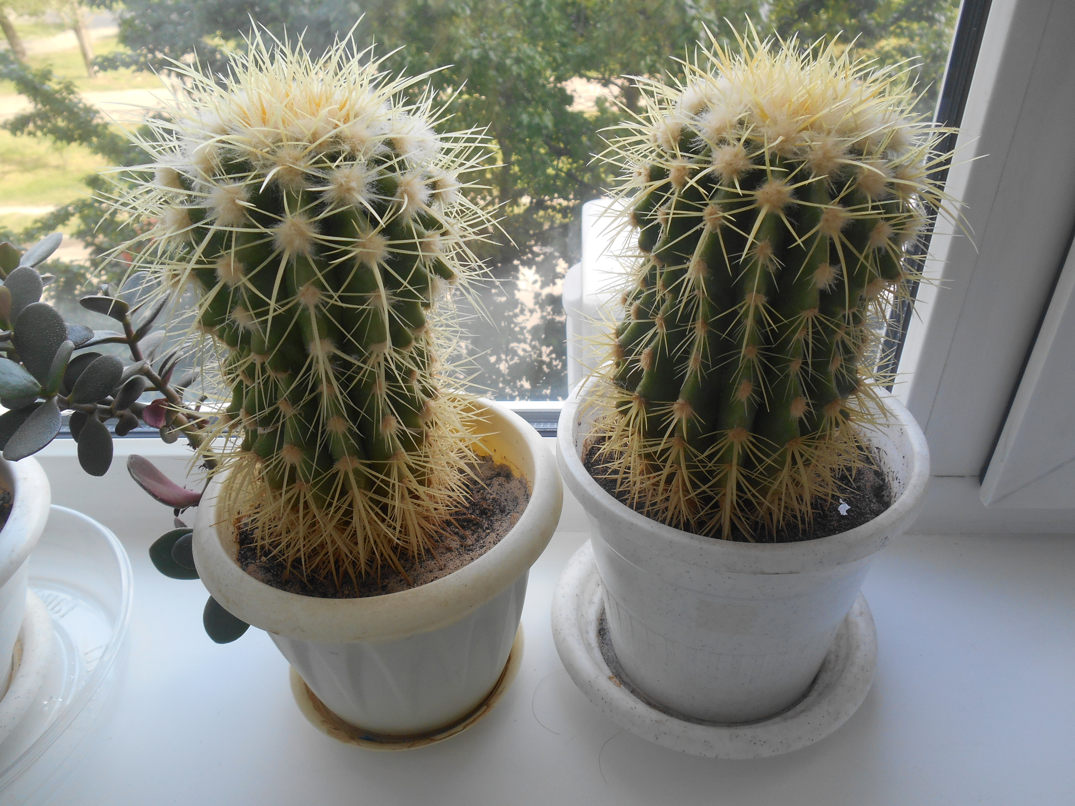 Кактусы 5 штук. Кактусы 5 штук. Обнимает кактус. Девочка несущие кактус. Кактус для подготовительной группы.