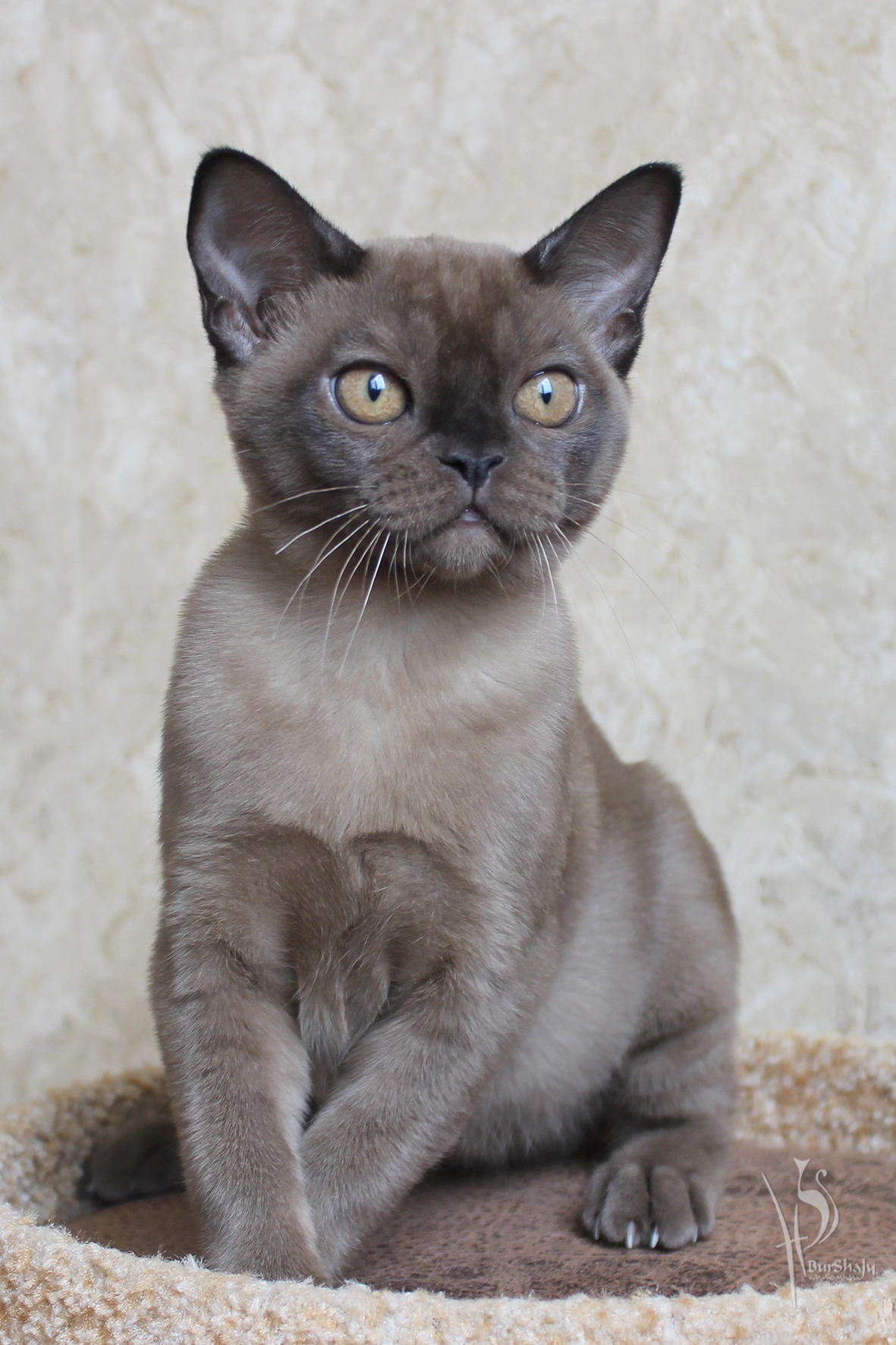 Голубая бурма. Европейская Бурма кошка. Европейская Бурма голубая. Бурманская кошка голубая европейская. Бурманская кошка серая.