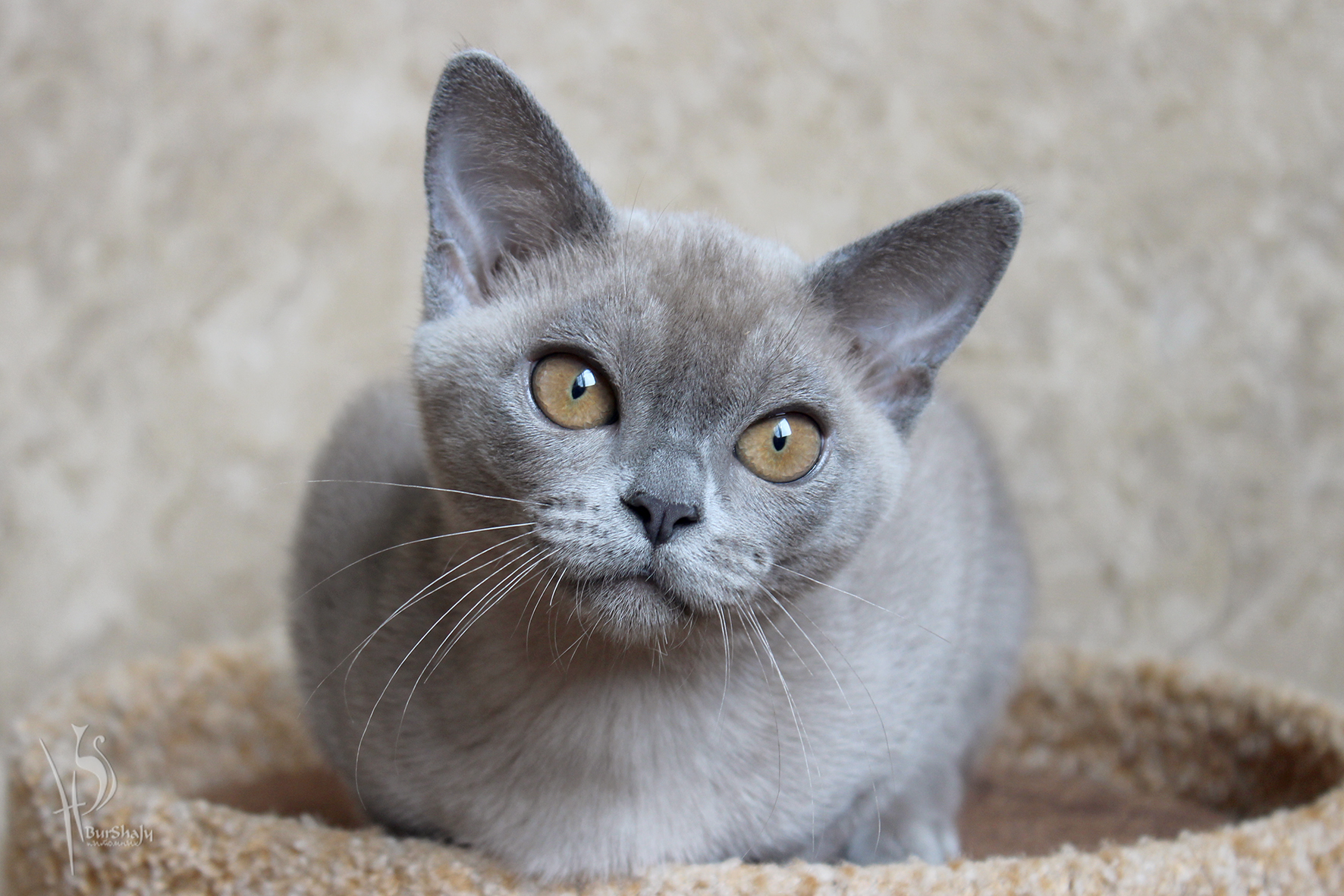 Голубая бурма. Европейская Бурма голубая. Бурманская кошка голубая. Бурманская кошка голубая европейская. Кот Бурма серый.