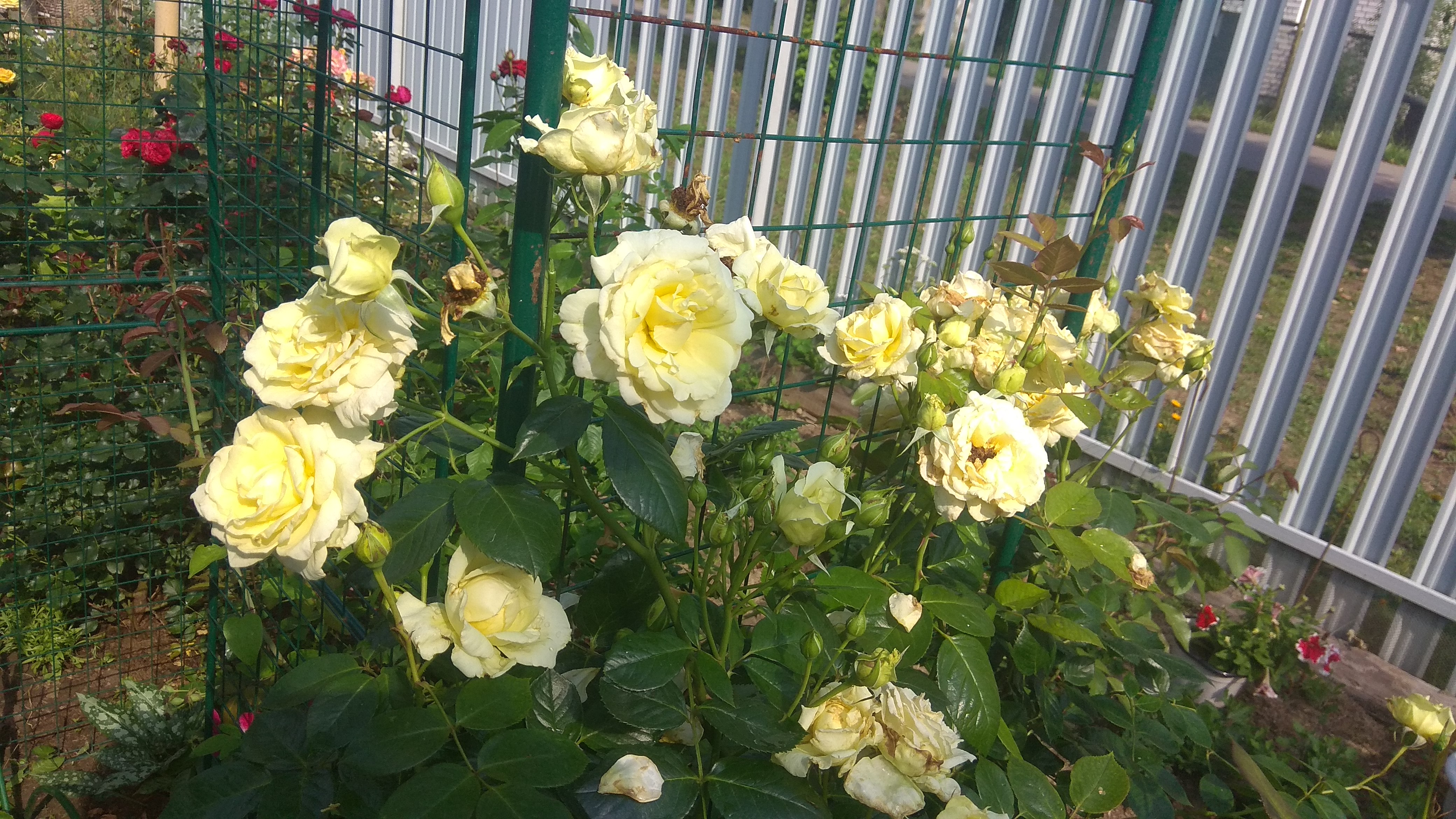 роза плетистая elfe. роза эльф клаймберы. плетистые розы эльф фото. роза эльф плетистая. плетистые розы эльф фото.