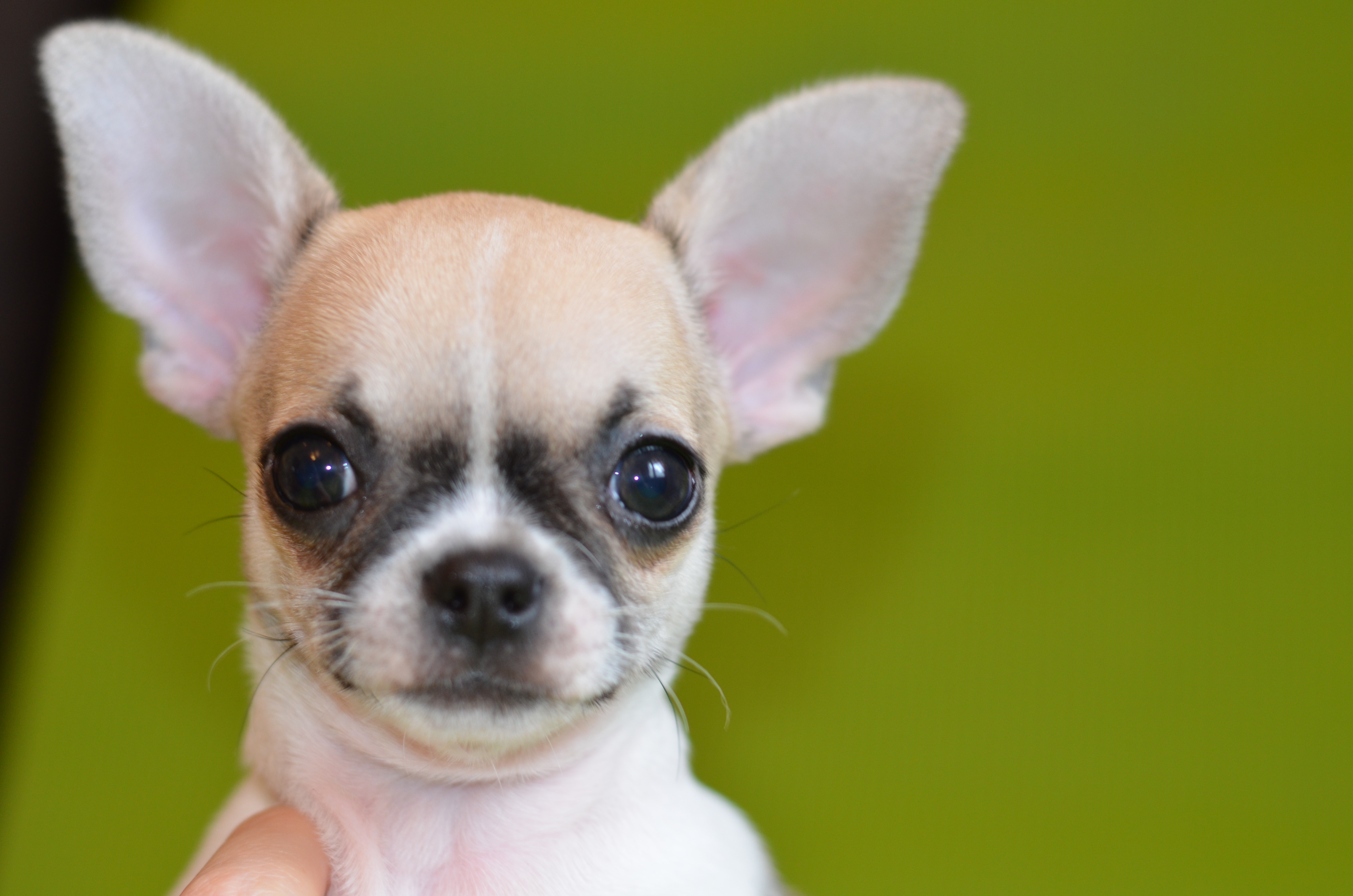 чихуахуа 5 месяцев. собака чихуахуа. чихуахуа в 5 месяцев стандарт. чихуахуа 5. чихуахуа 5.