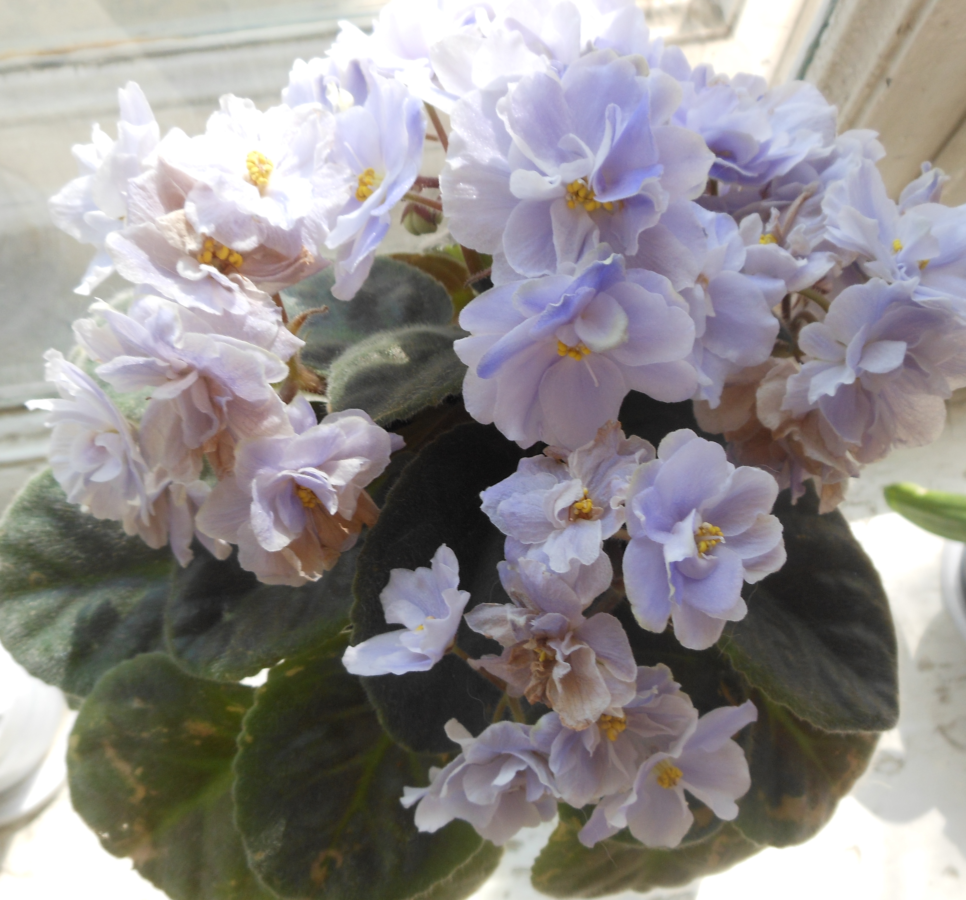 Фиалка макс блю мун. Традесканция блоссфельда. Кактус фиалка. Фиалка сияние звезд. Комнатные цветы фиалки.