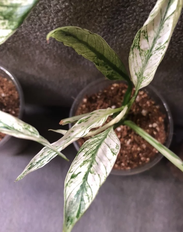 Спатифиллум ангел бэби. Спатифиллум диамонд вариегатный. Спатифиллум старое привидение. Спатифиллум диамонд вариегатный. Спатифиллум энджел бэби.