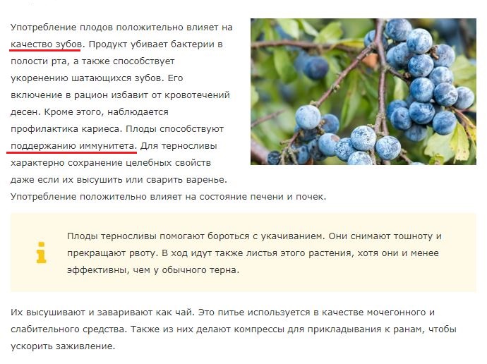 Полезные качества терна ягоды. Чем полезен терн. Польза терна для организма человека. Терновник ягоды полезные свойства. Польза терна для организма человека.