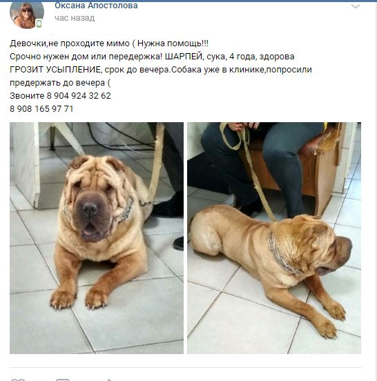 Анекдот Про Шарпея