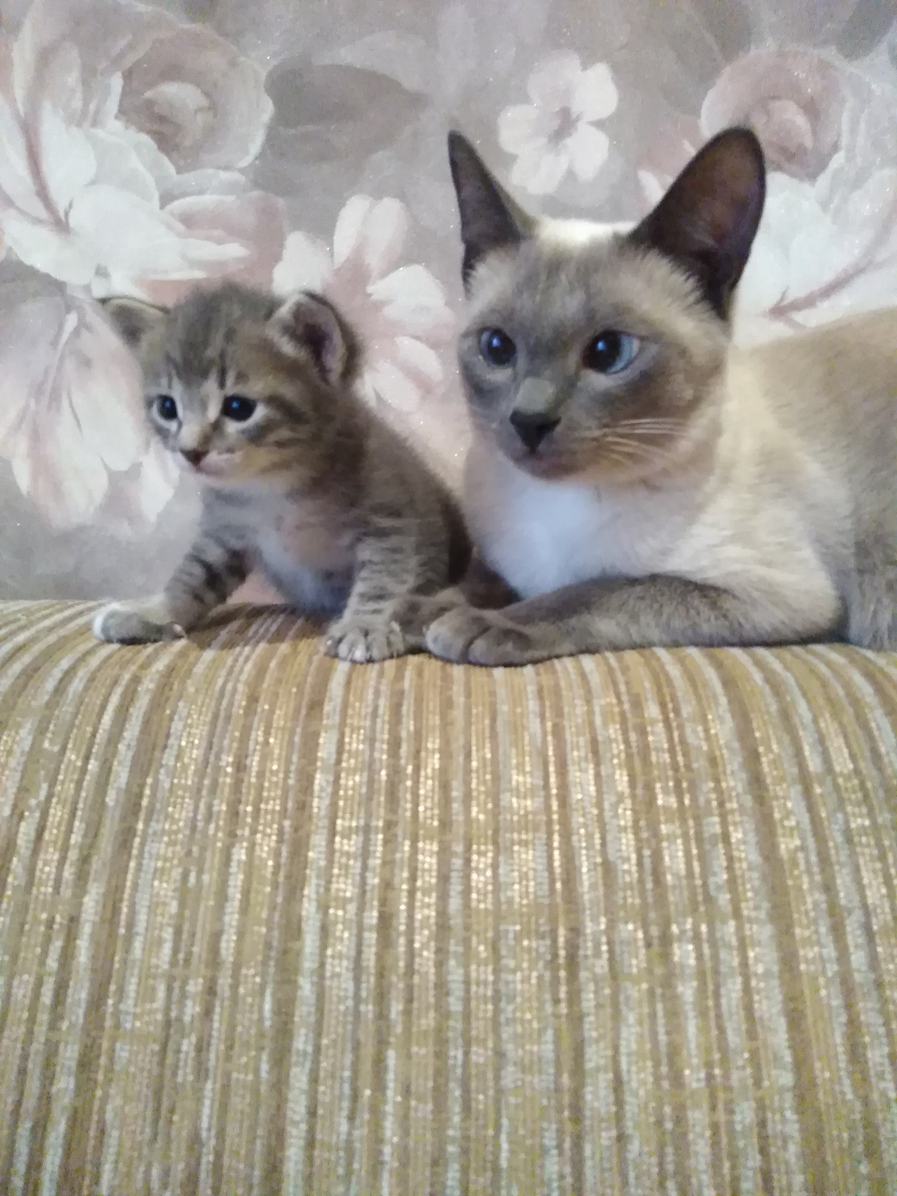 Сиамские котята новорожденные