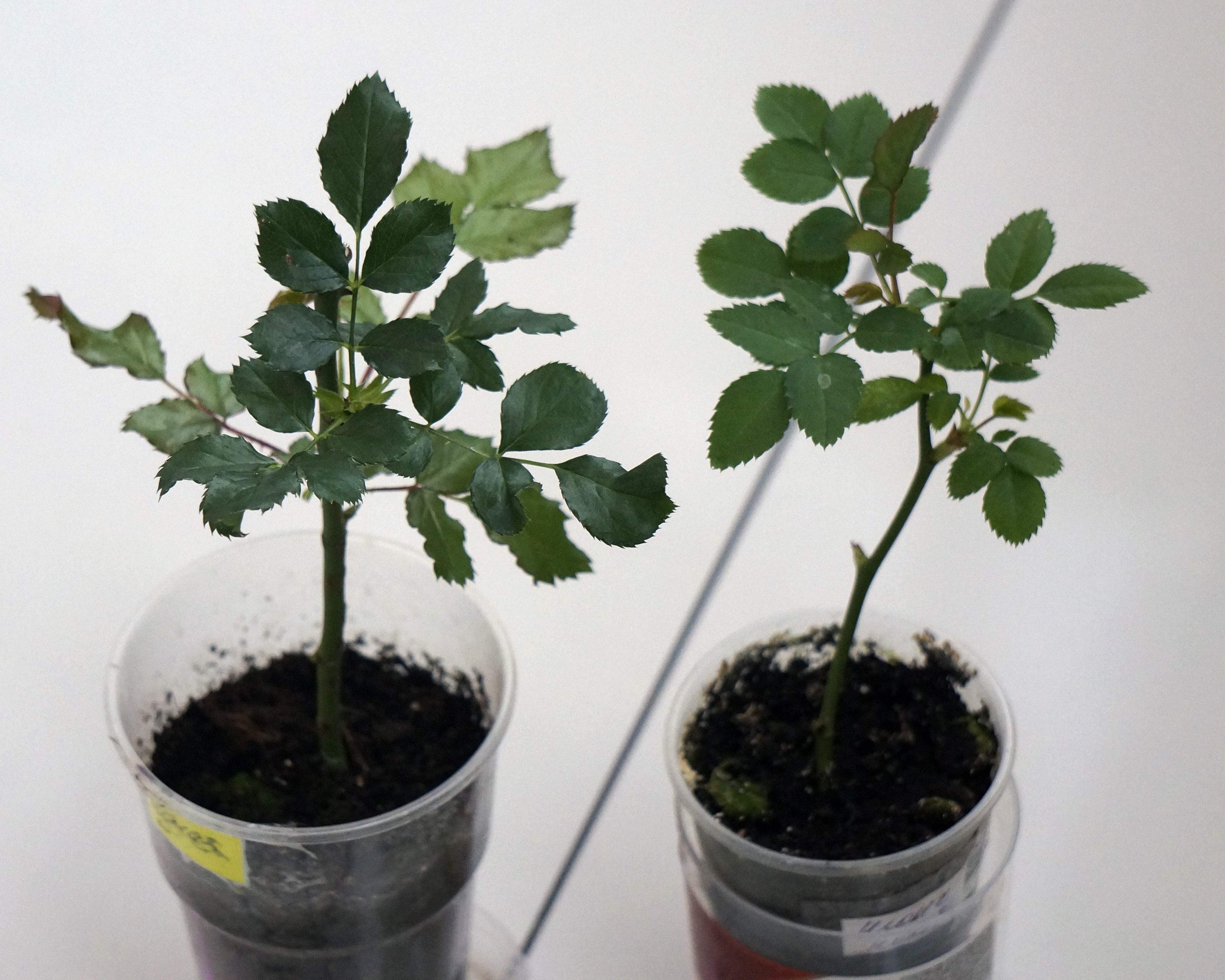 Черенки Гортензии Купить Оптом