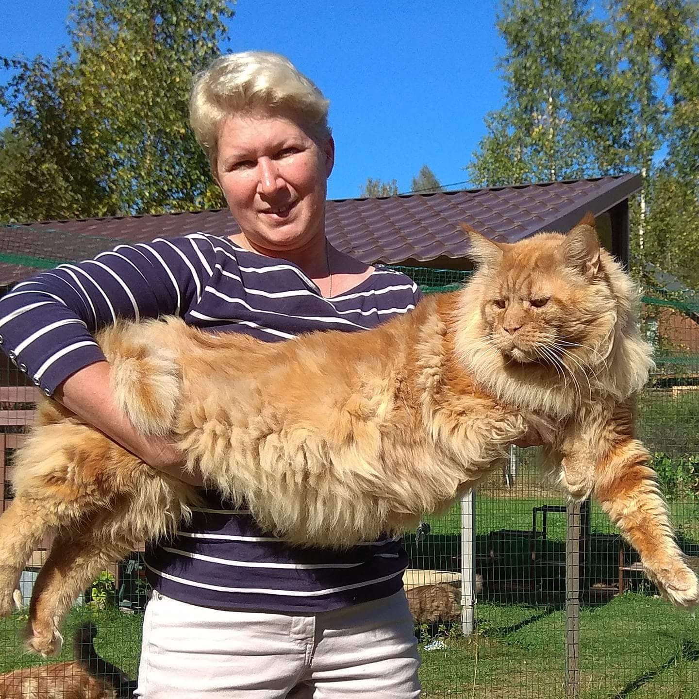 Мэйкун Купить Котенка Цена Московская Область