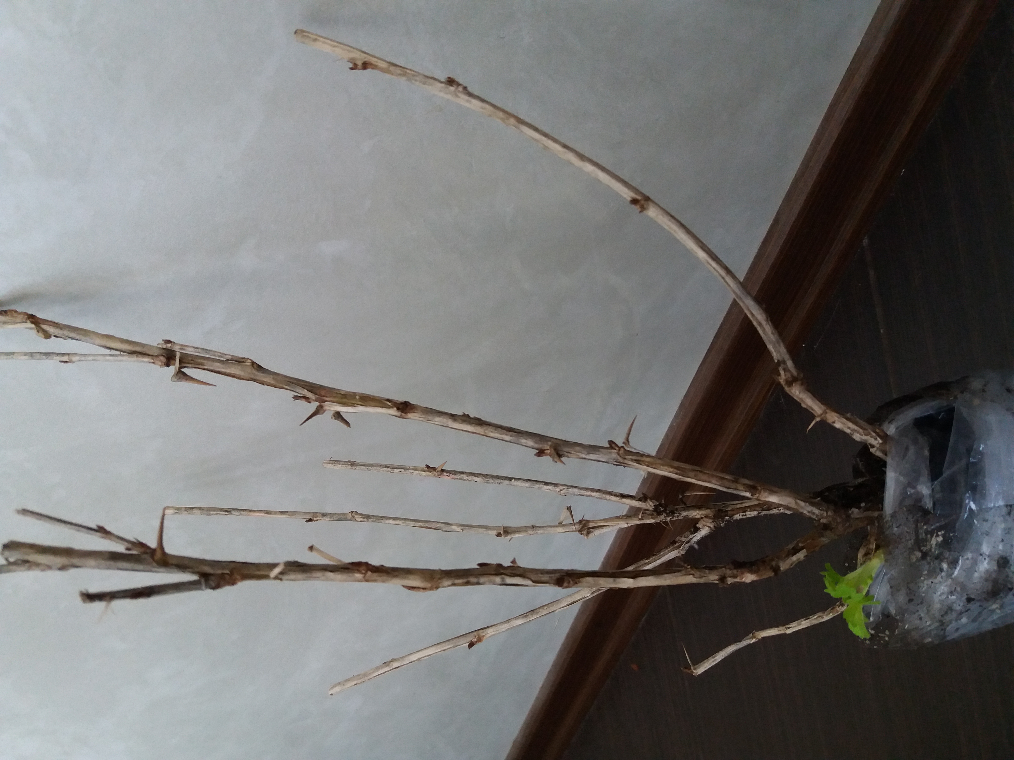 Саженцы Ирги Купить В Минске