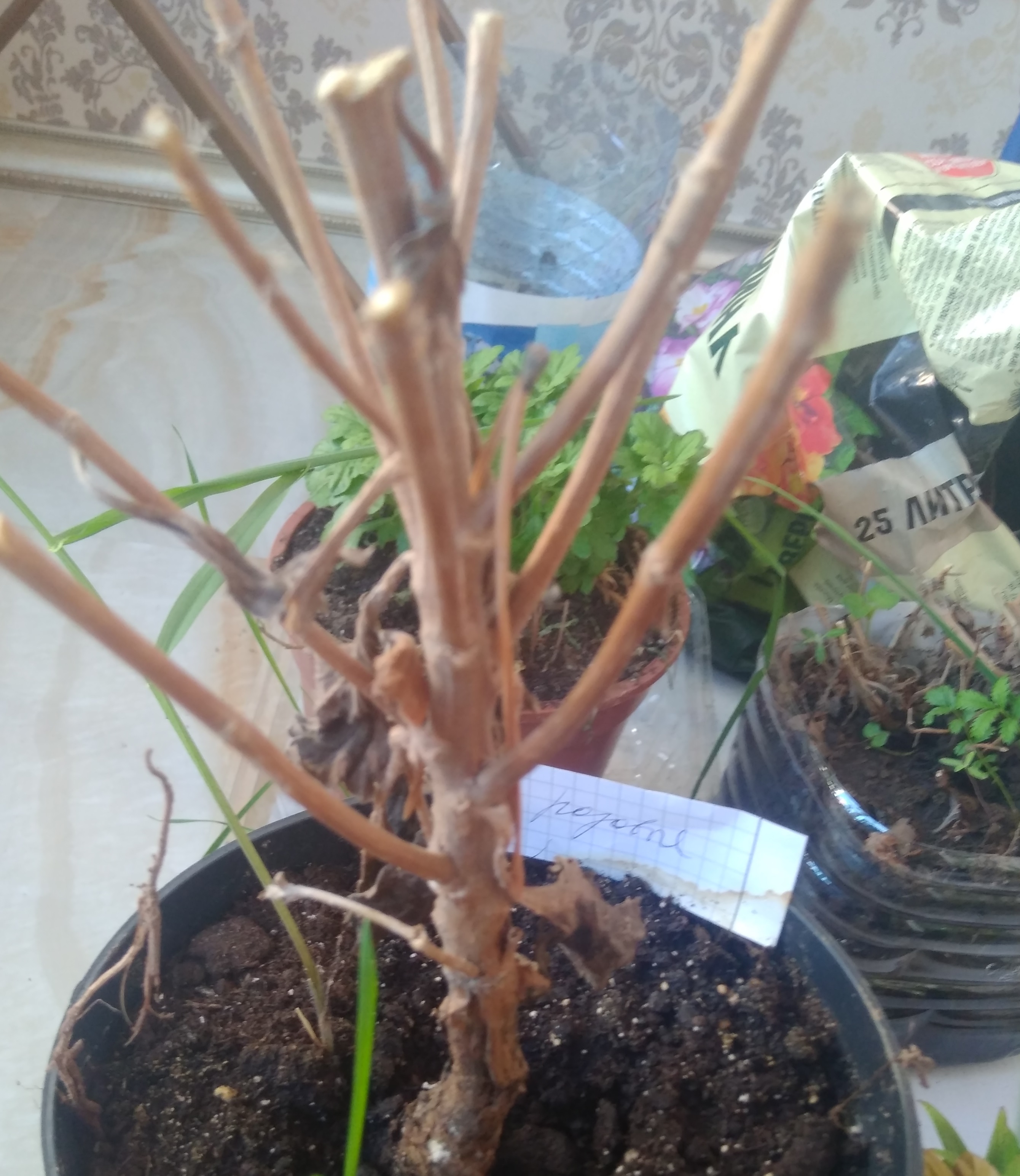 Корневая система саженцев. Кротон обрезка ствола. Саженец гибнет. Корневище малины. Ствол кротона.