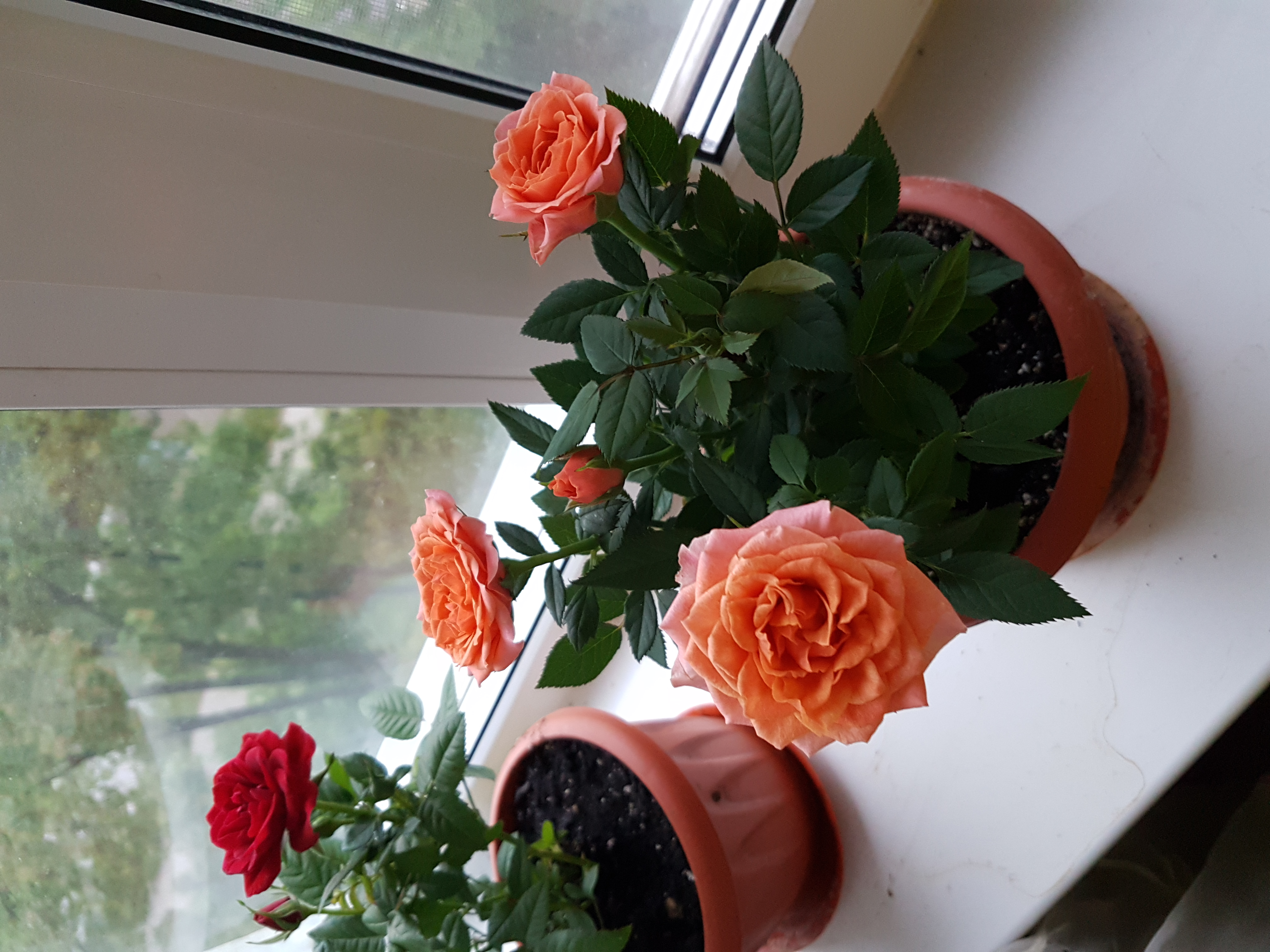 Роза комнатная мелколистная