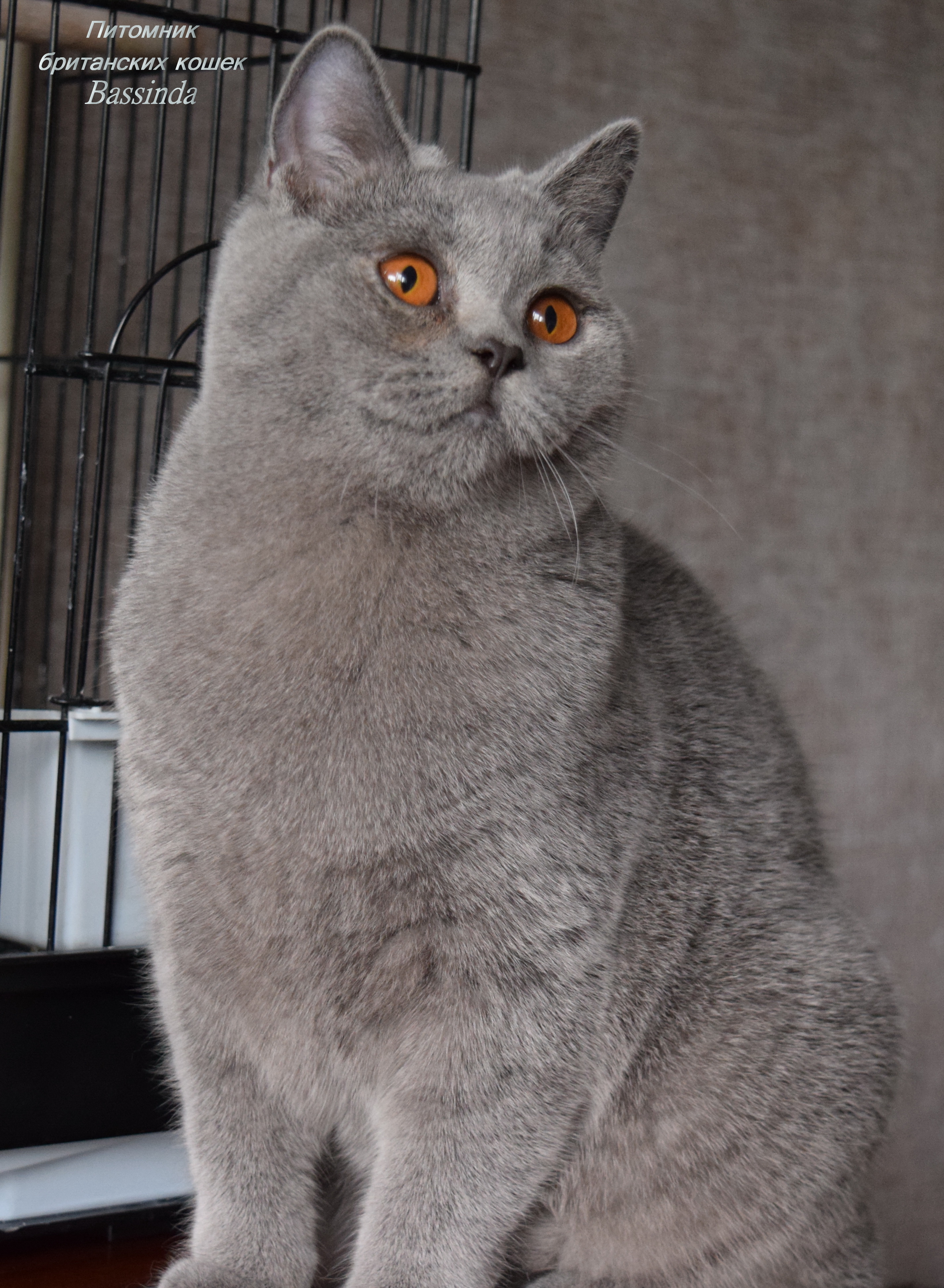 Сыктывкар Купить Кота На Авито