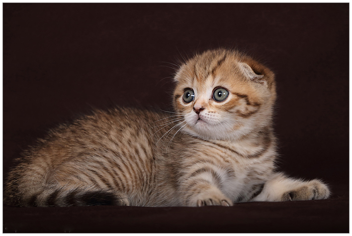 Котенок Вислоухий Питомник Москва Купить