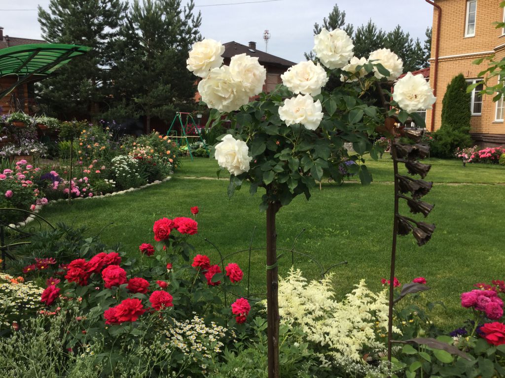 Роза юбилей санкт петербурга на штамбе