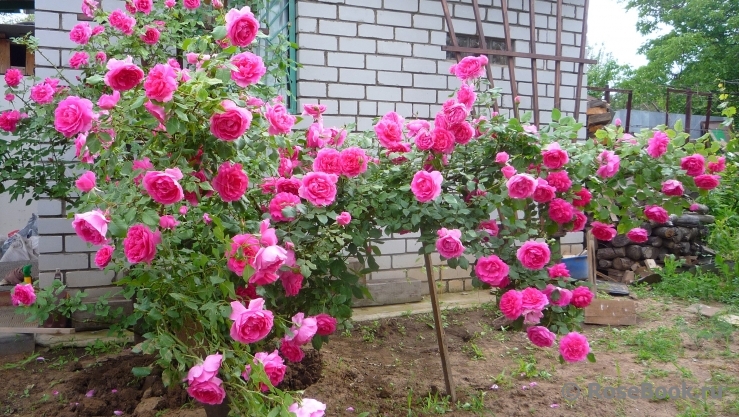 Роза плетистая парад фото и описание