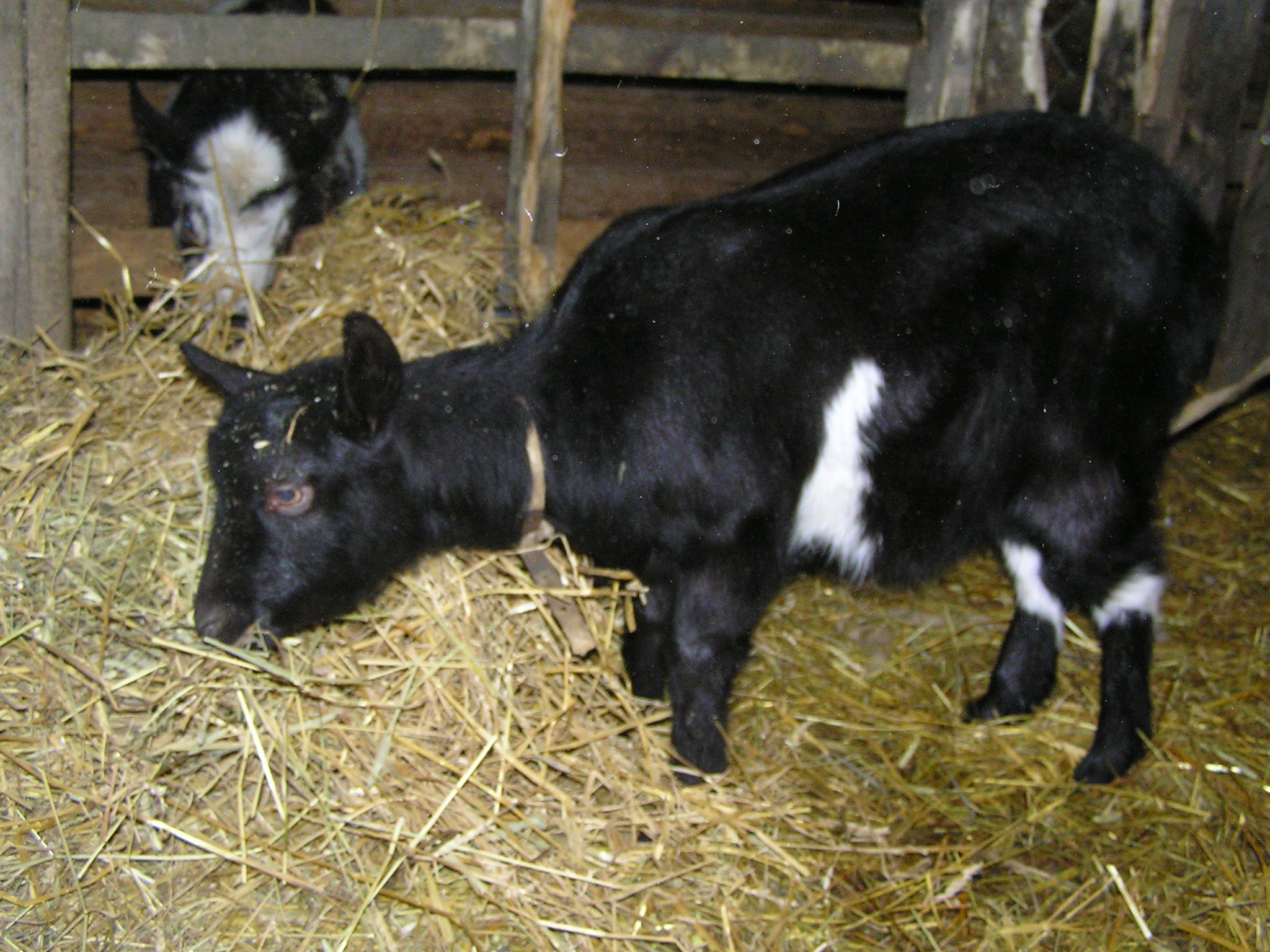 Купить козу в нижегородской. Нубийские козы фото. 999 Молдова животные.