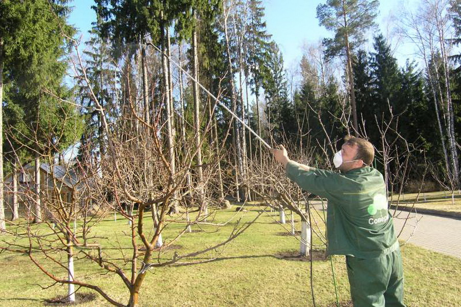 Стволы деревьев и кустарников. Обработка дерева. Опрыскивание плодовых деревьев. Обработка деревьев в саду. Обработка сада плодовых деревьев.