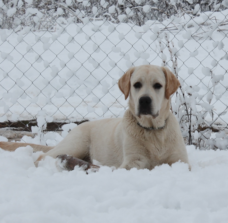 можно ли держать лабрадора на улице. лабрадор в вольере. лабрадор в вольере. можно ли держать лабрадора на улице. можно ли держать лабрадора на улице.