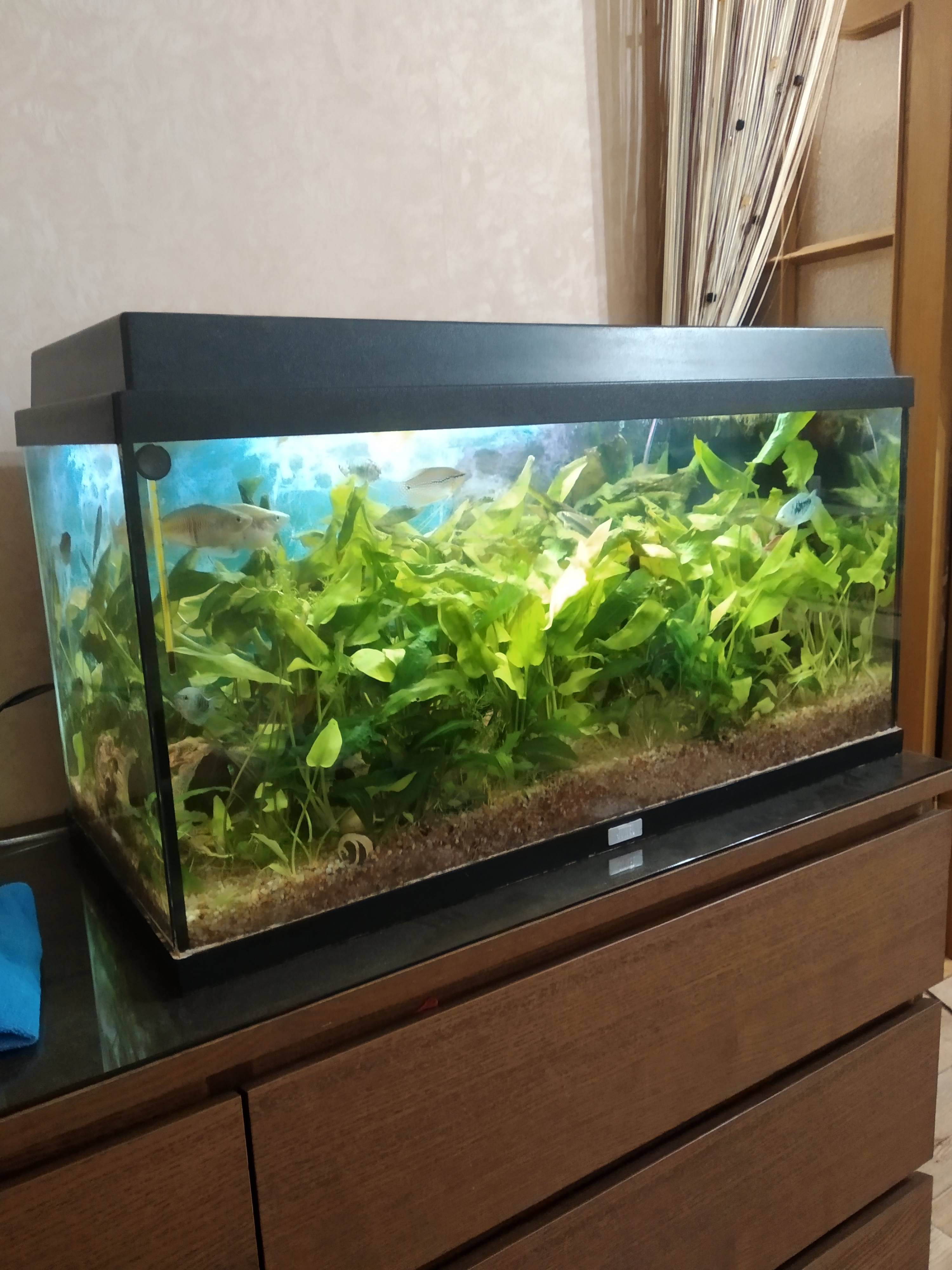 Аквариум Нижний Новгород Купить Бу