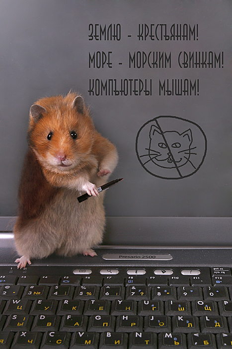 Картинка хомяк за компьютером