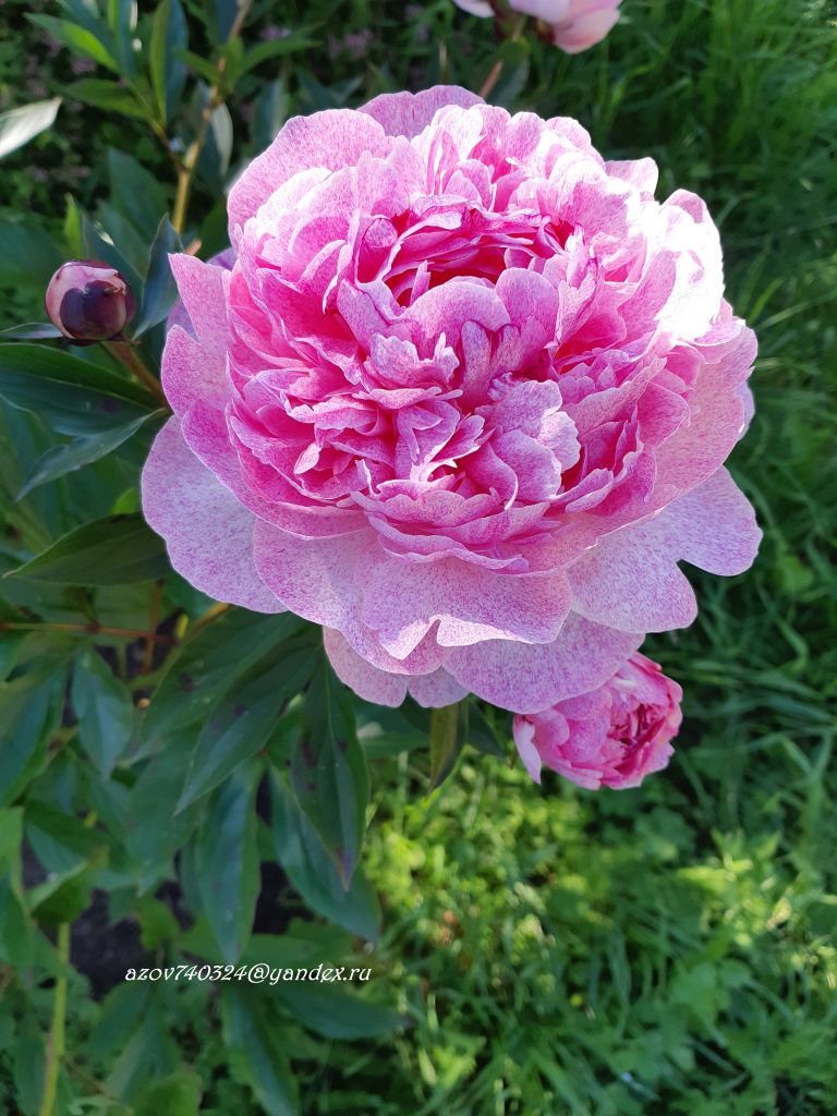 Пион Питертье Фринд (Paeonia Pietertje Vriend Wagenaar)