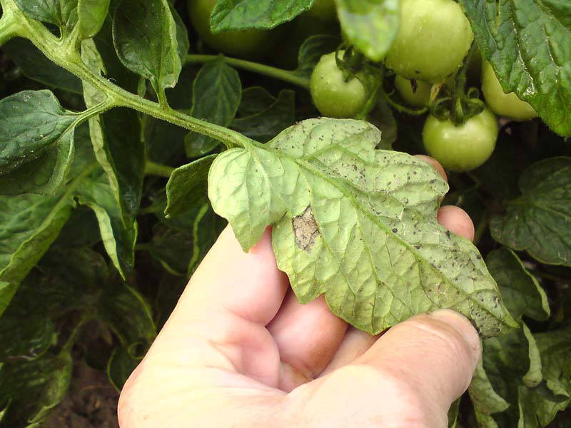 Первые признаки фитофторы на помидорах в теплице фото и их лечение