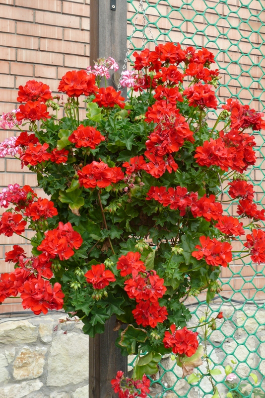 семена ампельной пеларгонии