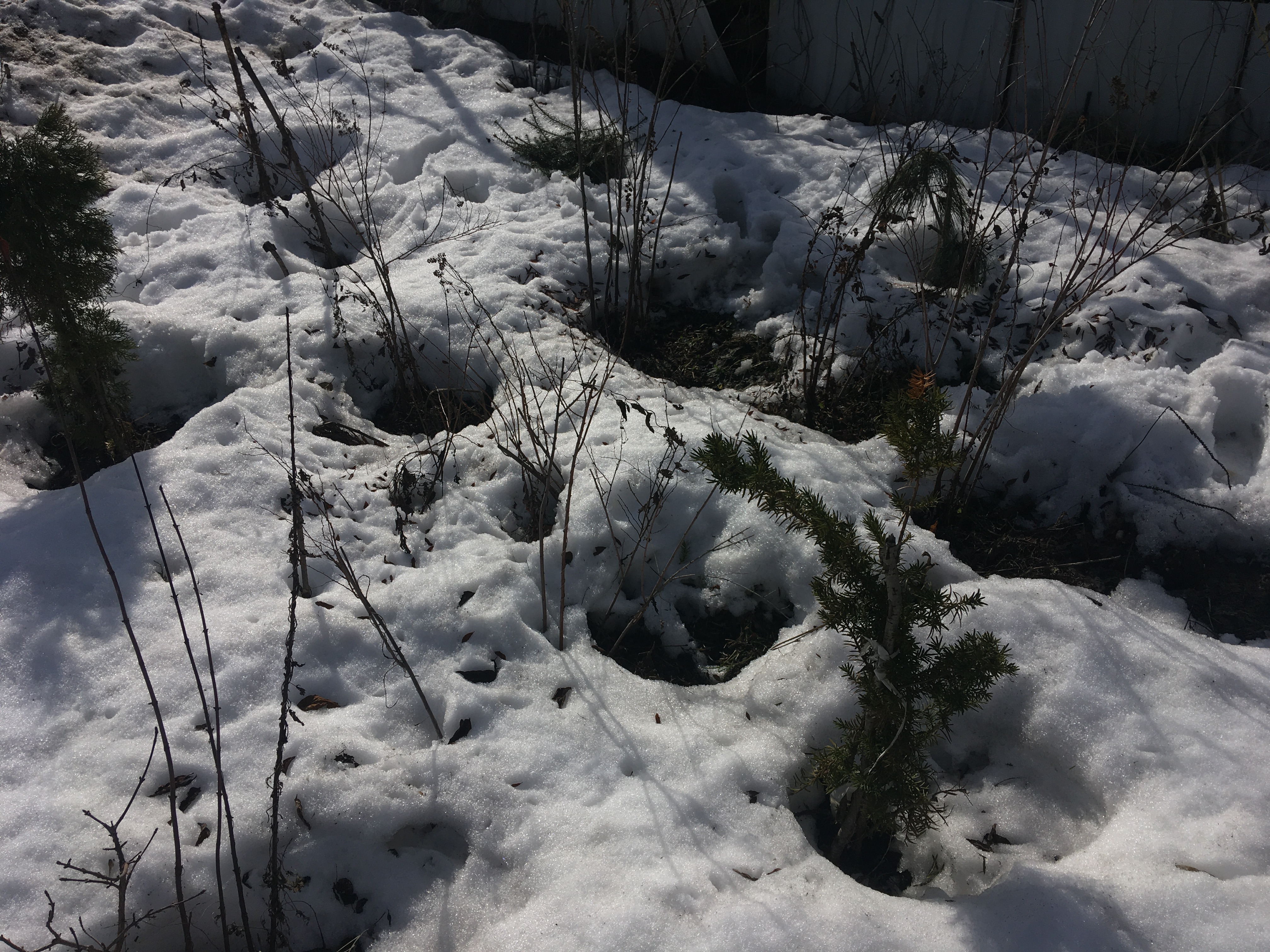 Много ли снега за городом Ленинградская область. Голубая горячая Лаугна средли снега. Много ли снега в лесу Керженец март 2022. Остался ди снег в лесу в Ленинградской области март 2022.