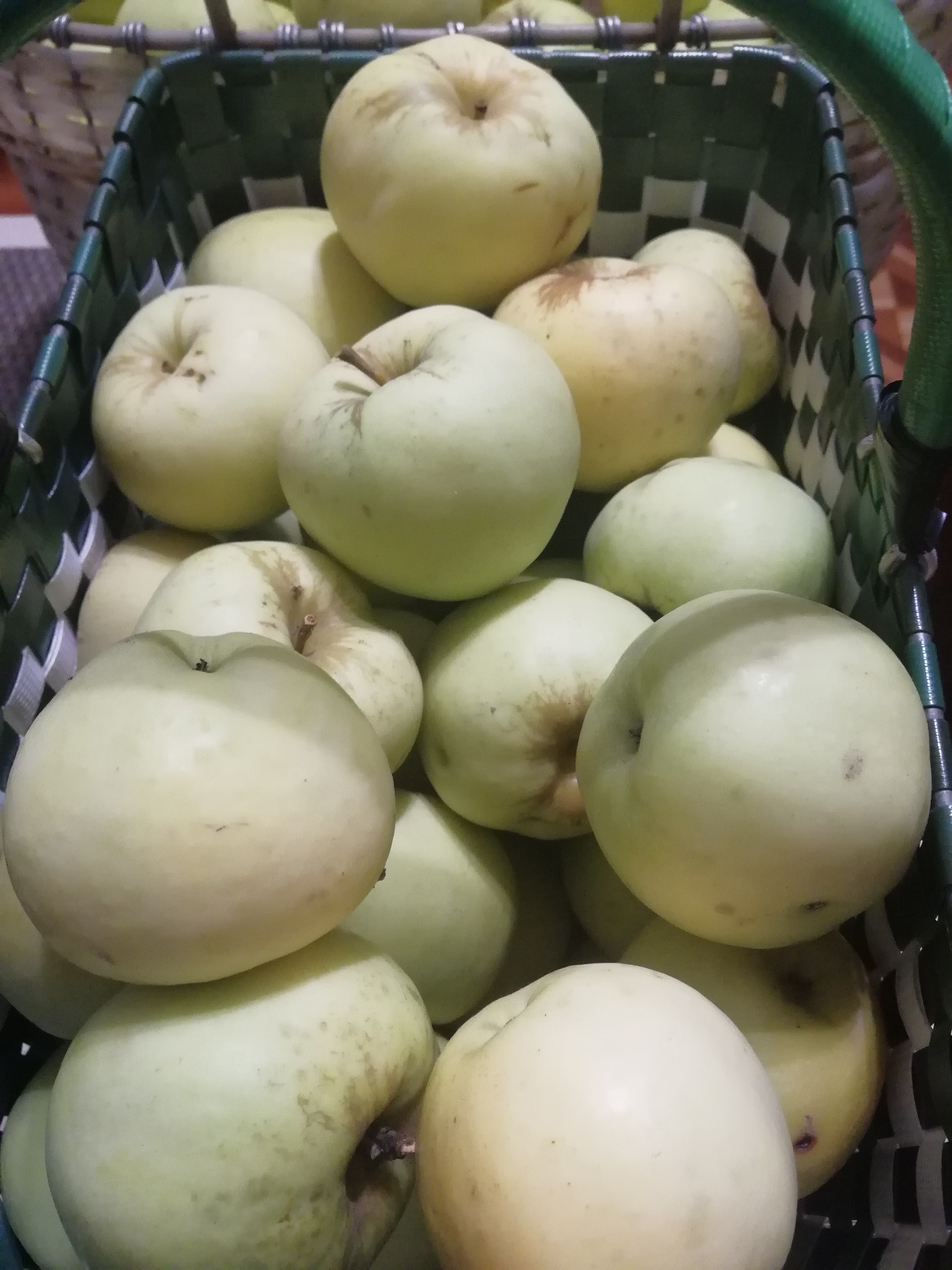 Антоновка обыкновенная. Антоновка донецк. Яблоня антоновка обыкновенная. Яблоня антоновка десертная. Сорт яблок похожий на антоновку.