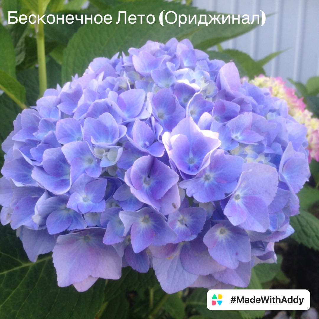 Гортензия Бесконечное Лето Купить В Уфе